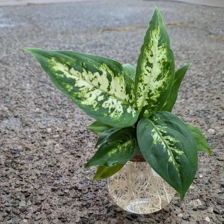 Hydroponic Houseplant Workshop at Werner Books