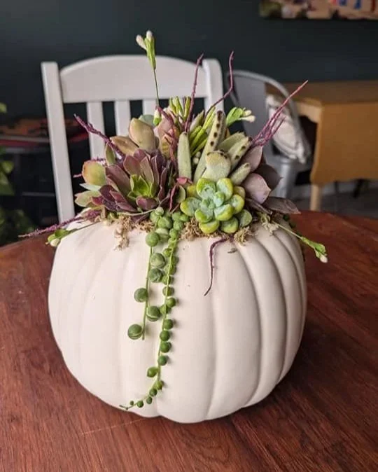 A white pumpkin with assorted succulents planted on top, and faux floral accents to complete the look!