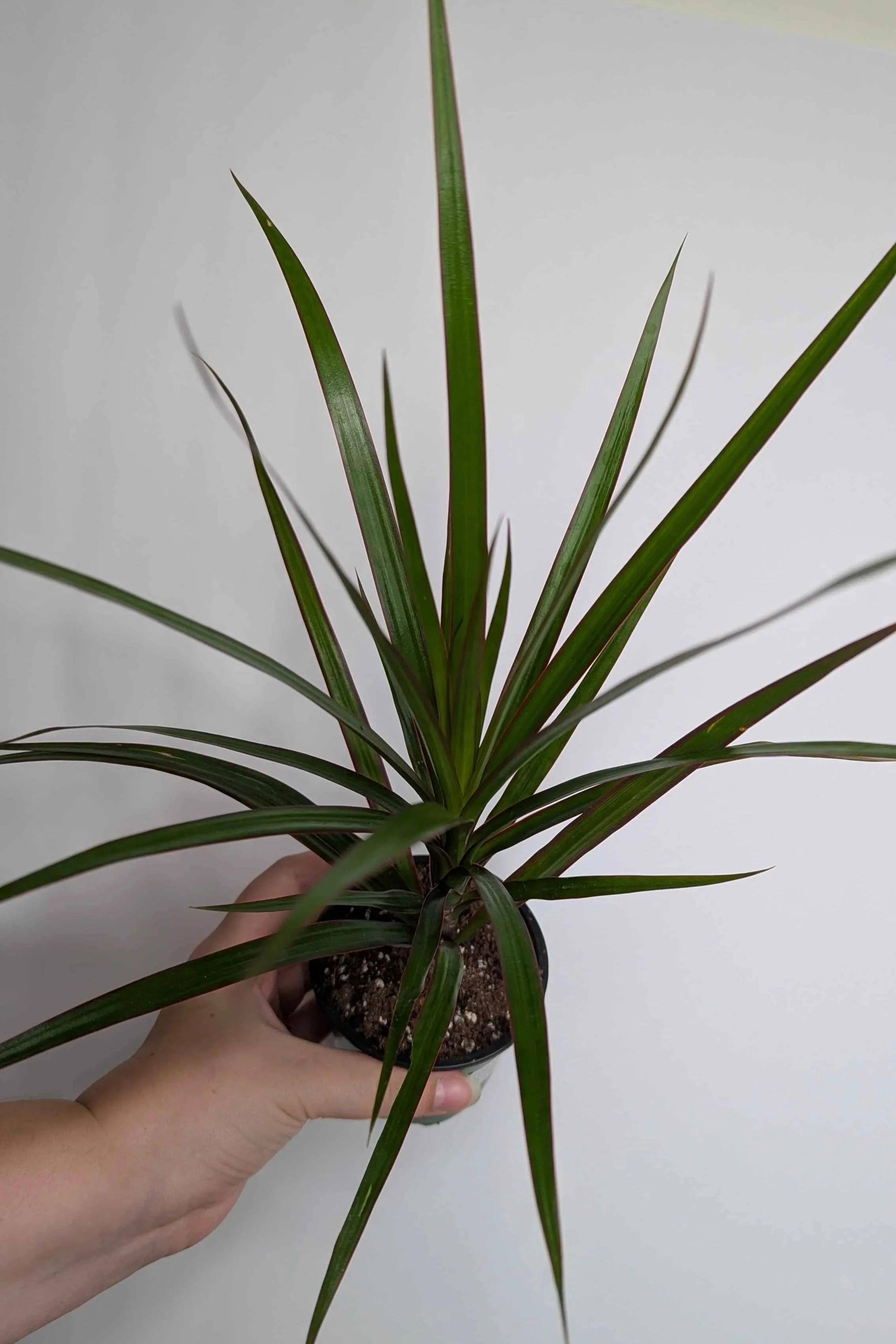 Dracaena+Maroon+2.jpg