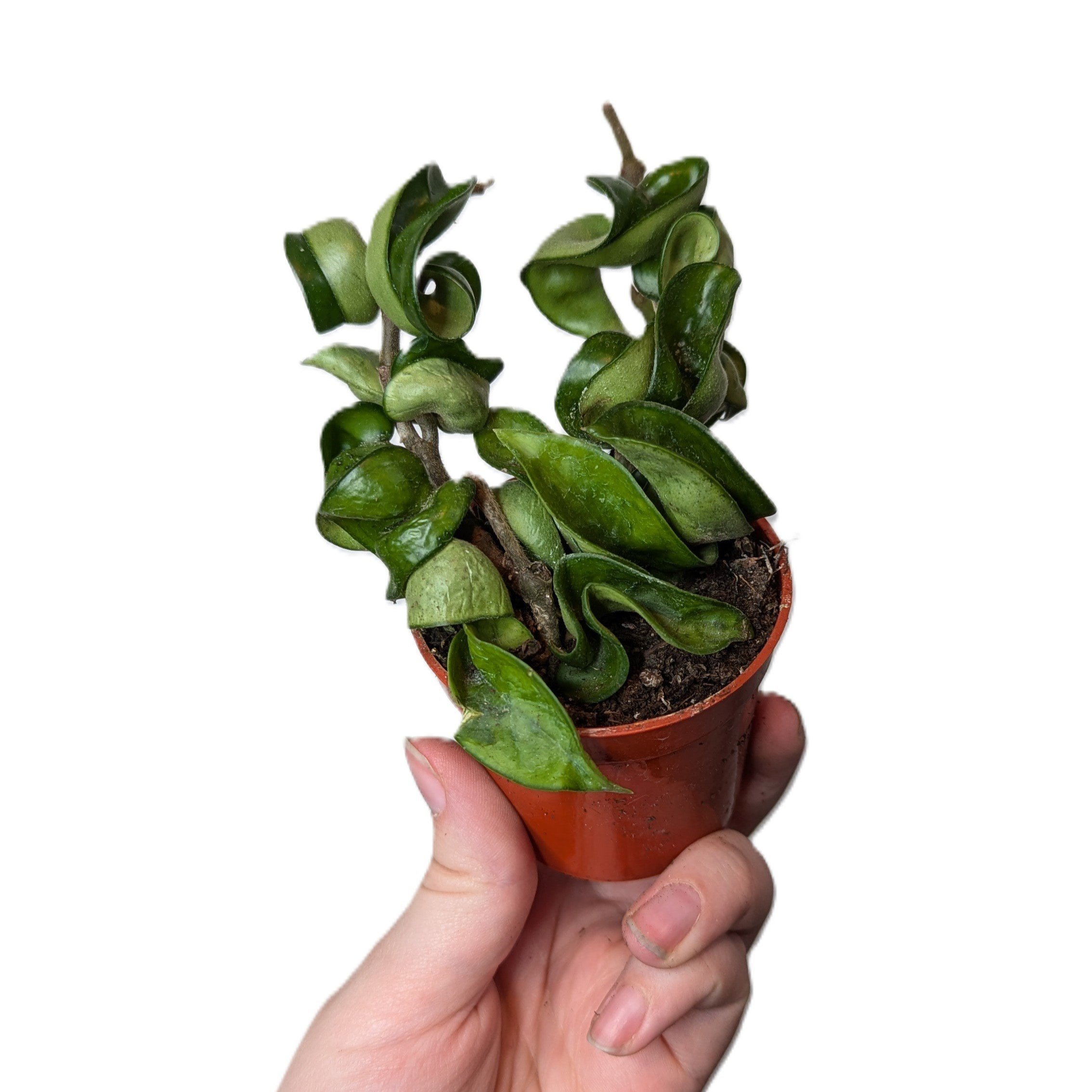 Hoya+Rope.jpg