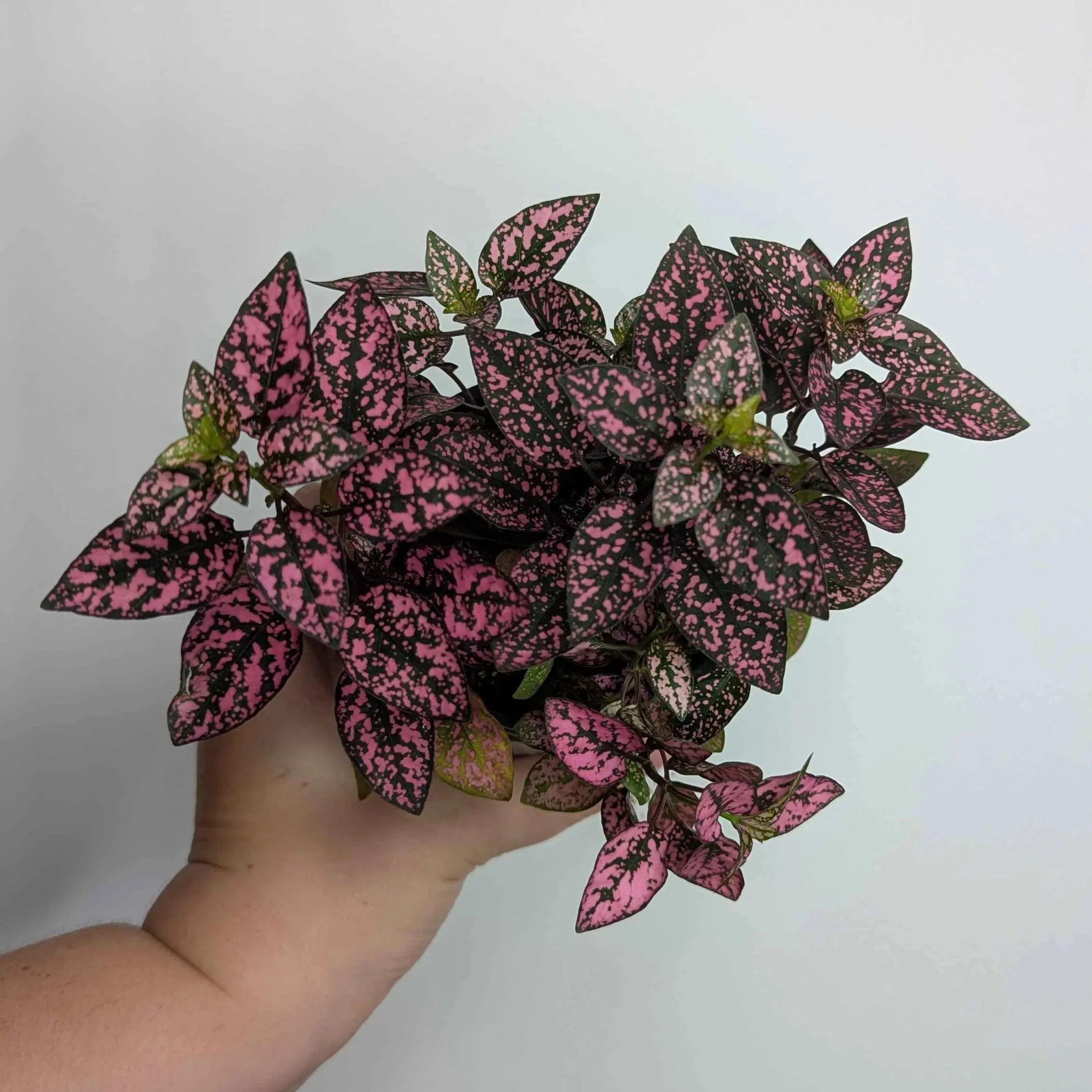 Pink+Hypoestes+1.jpg