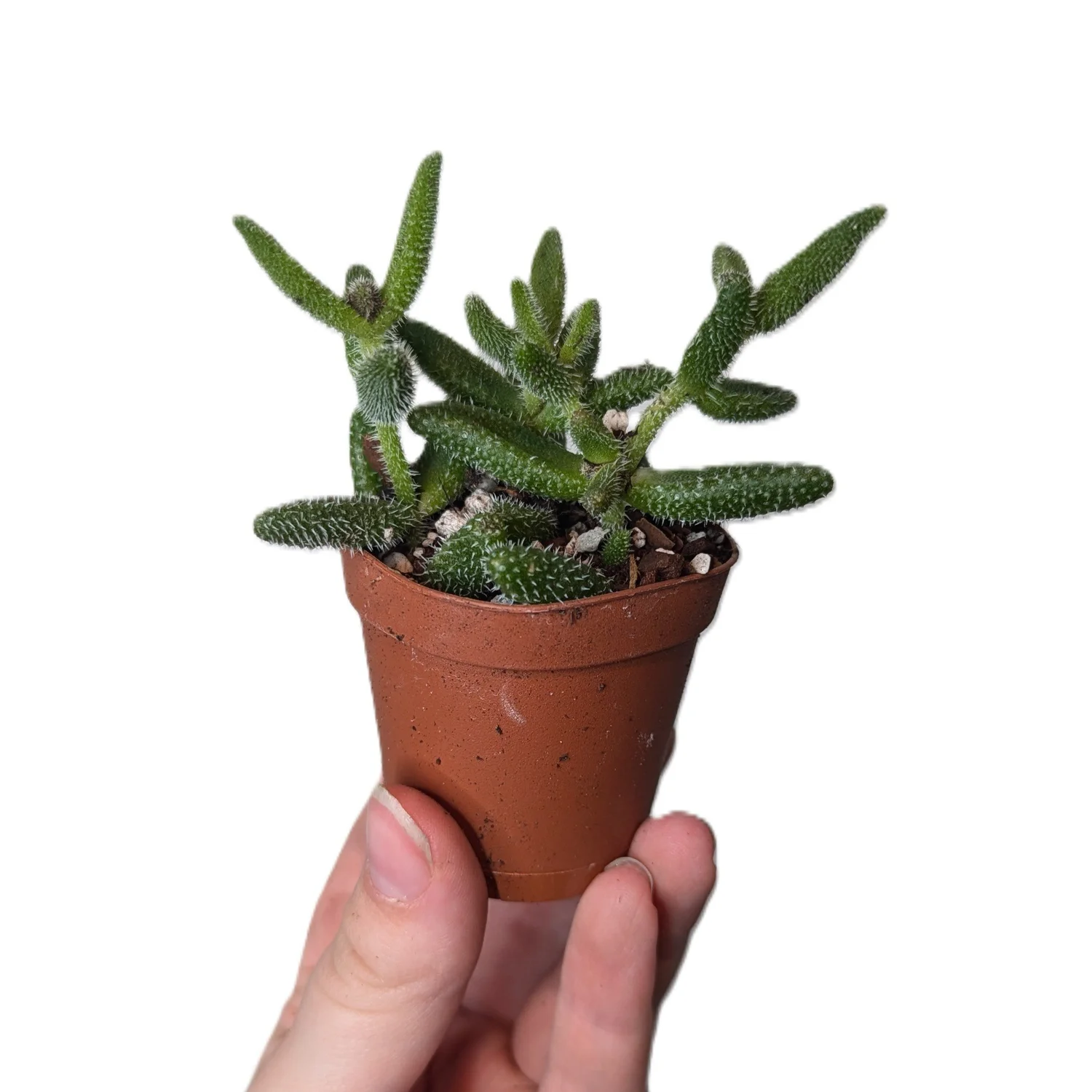 black and gold plant pot Snake Plant Black Gold