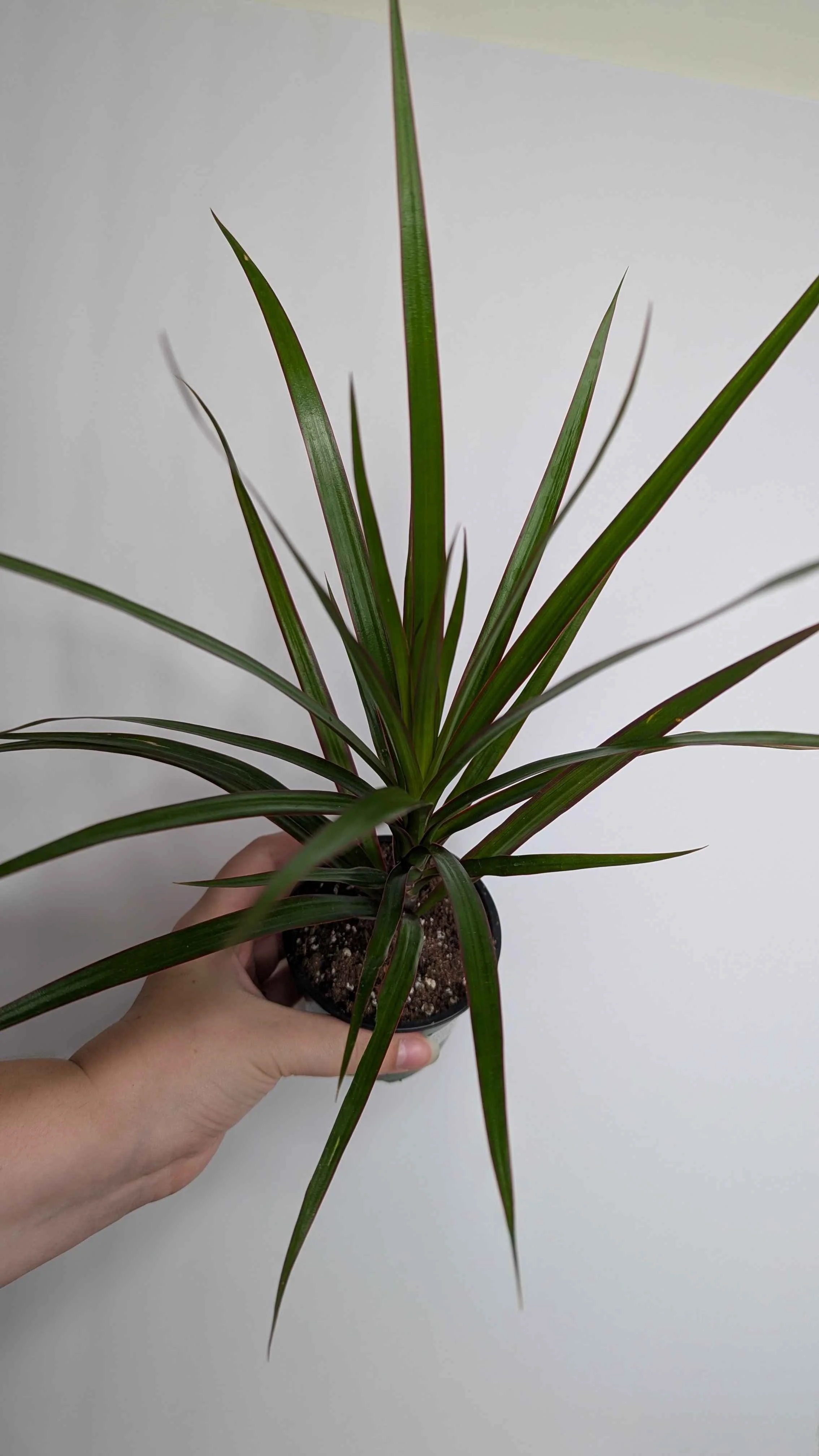 4in Dracaena Maroon Edge