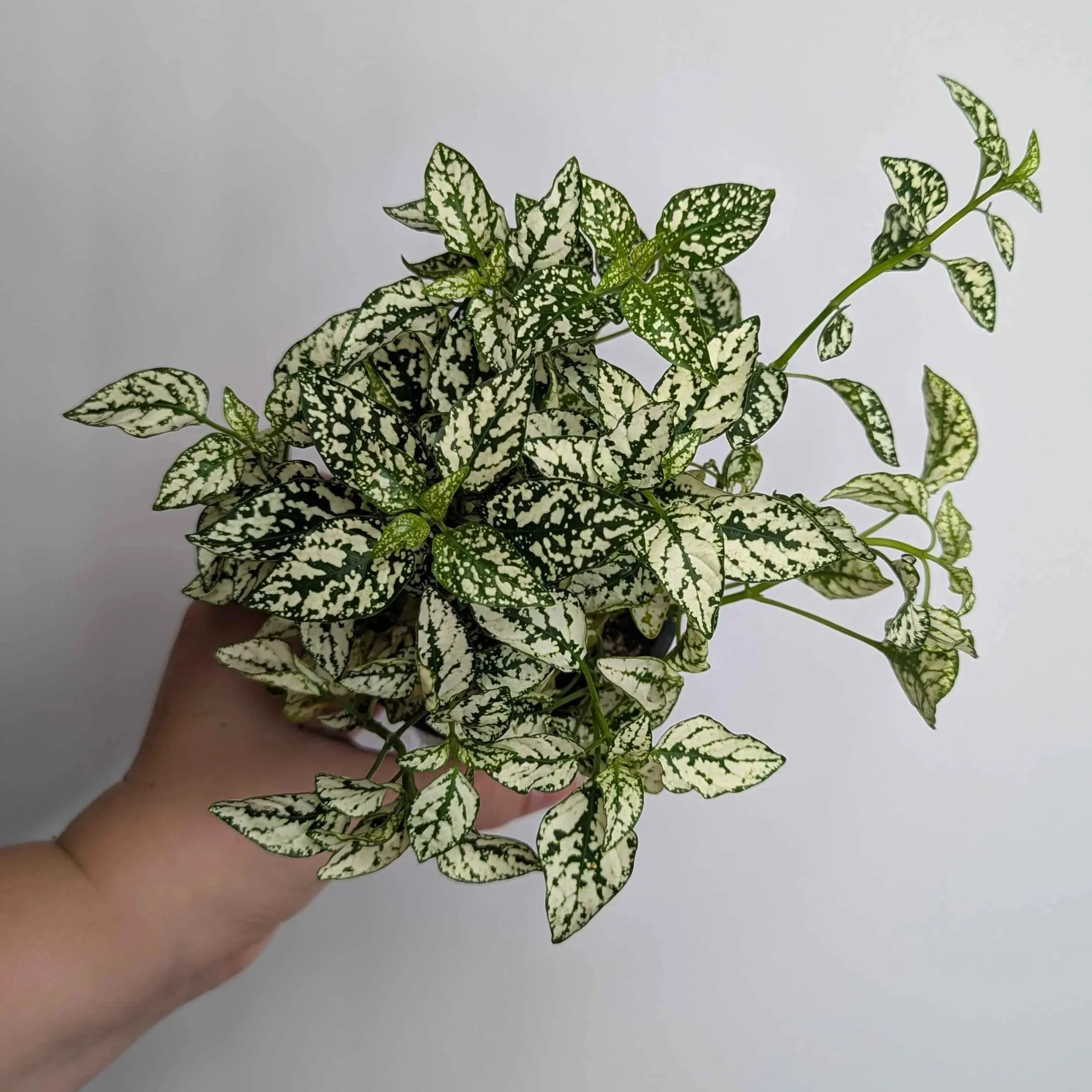White+Hypoestes+1.jpg
