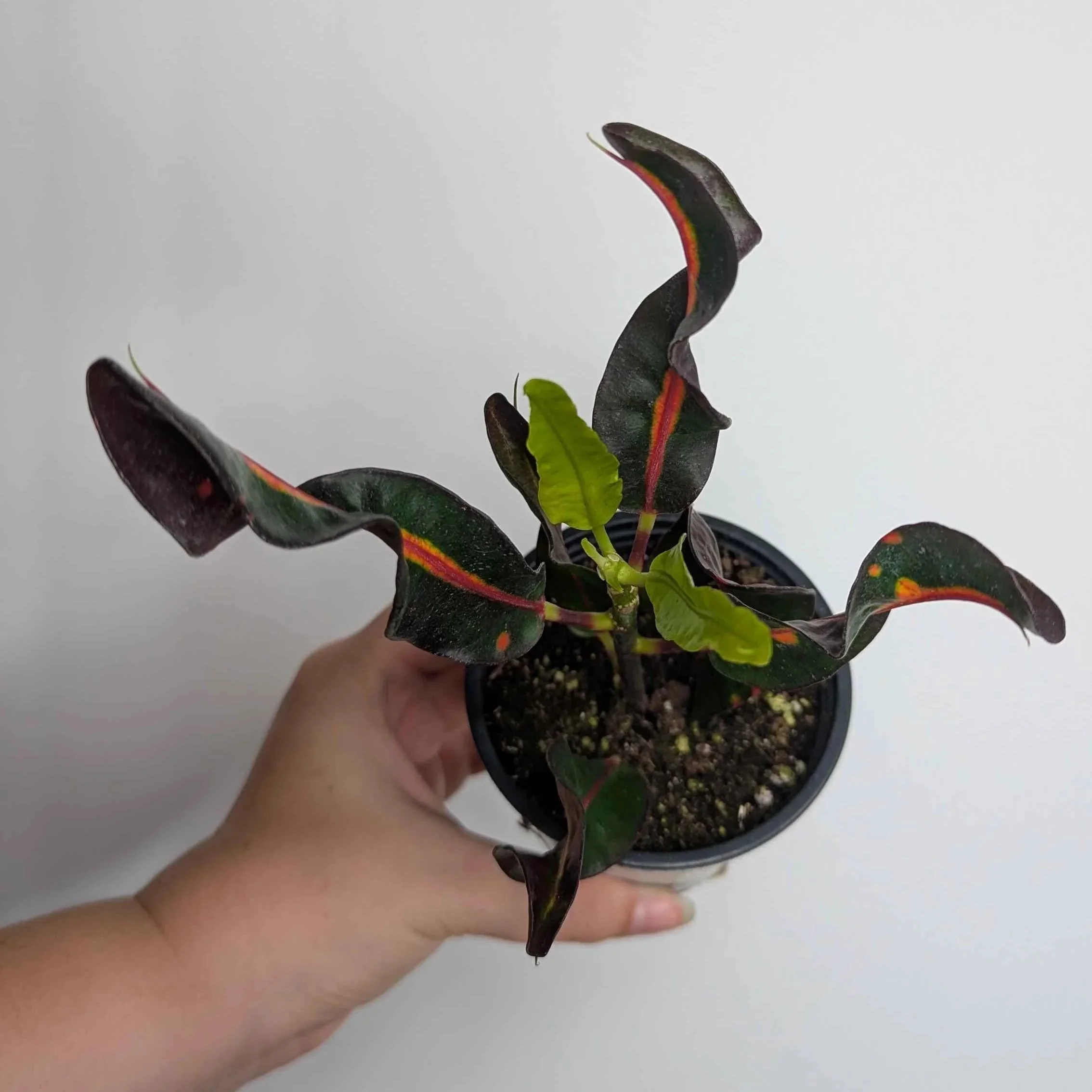 Croton+Skinny+2.jpg