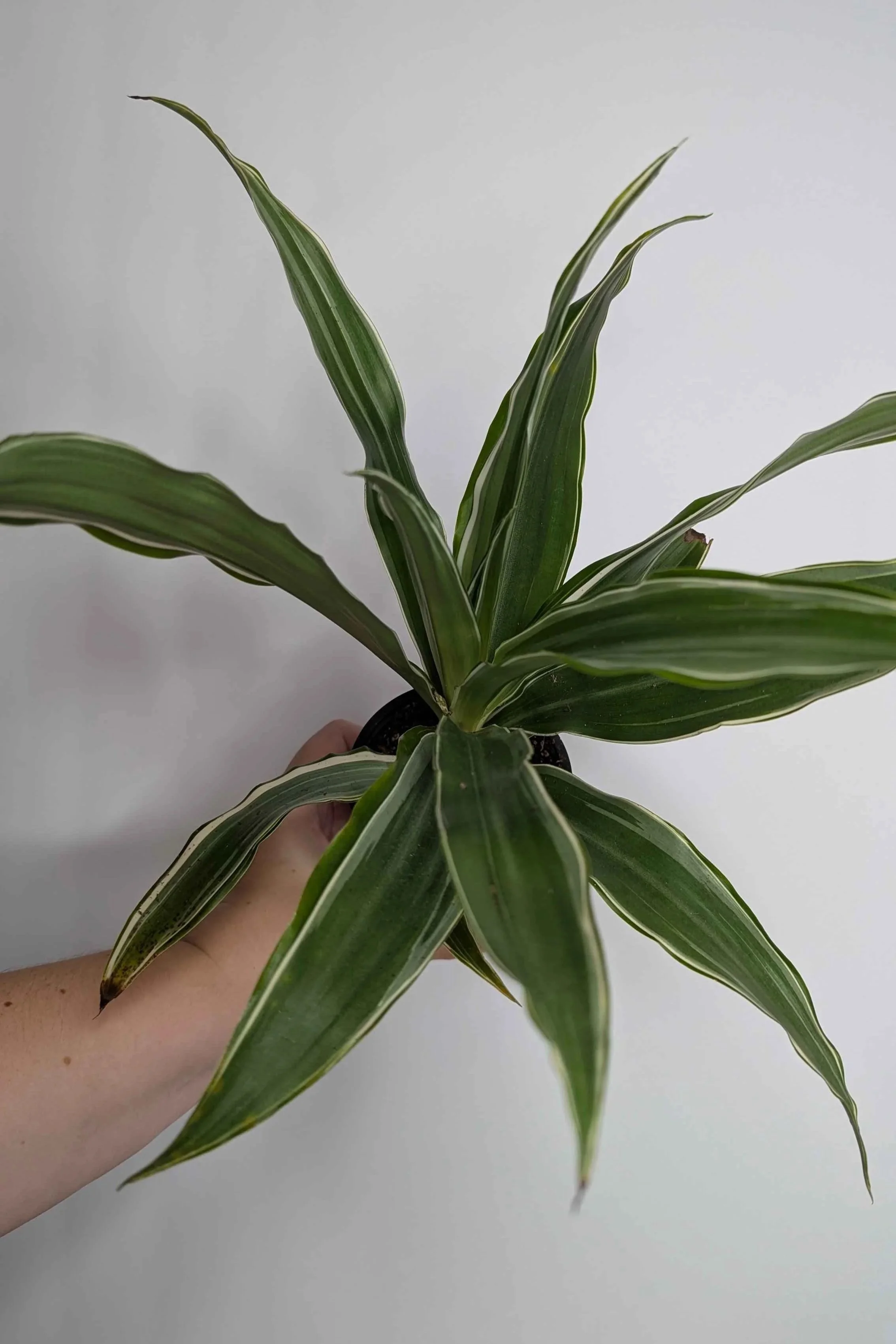 Dracaena+Warneckii+2.jpg