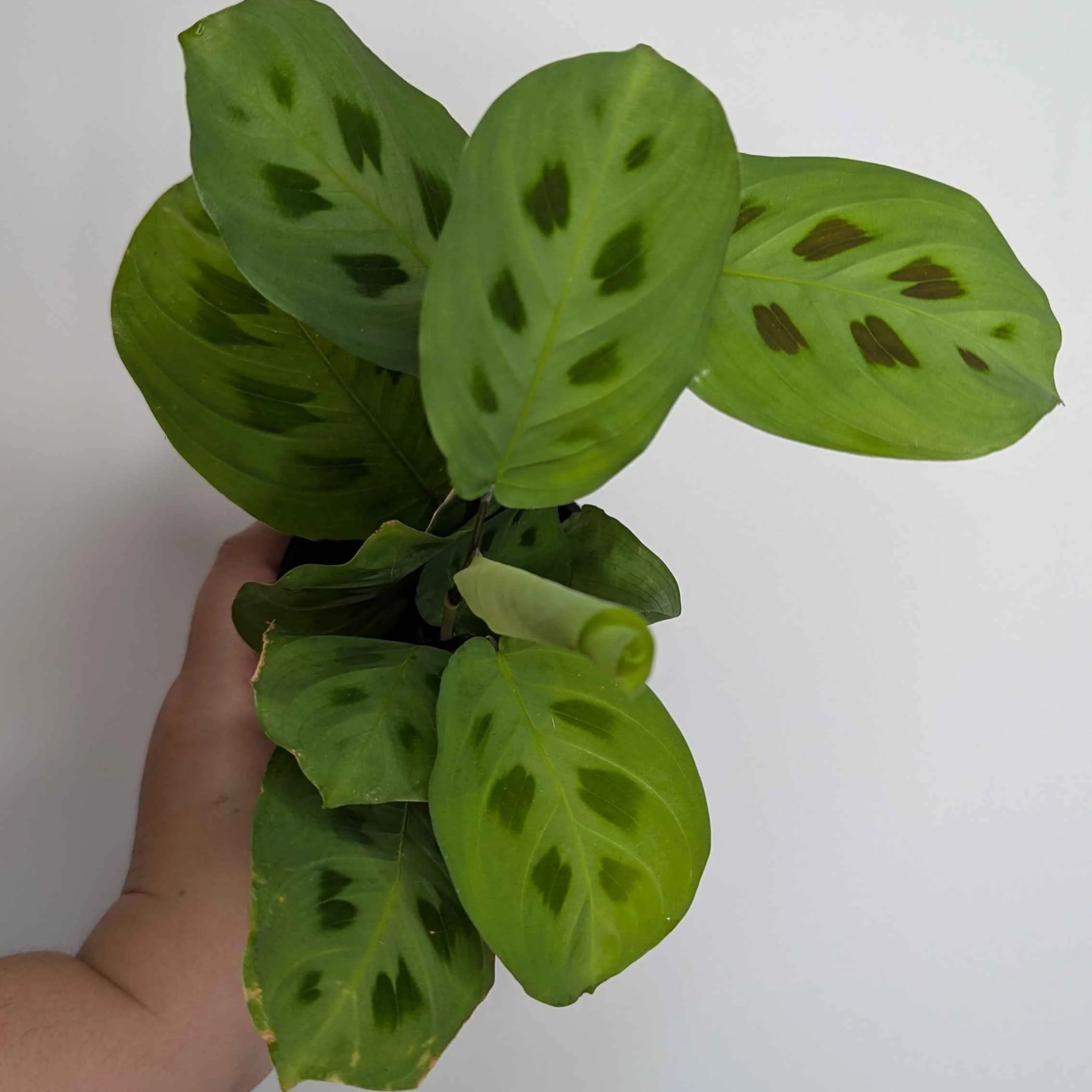 Maranta+Green+1.jpg