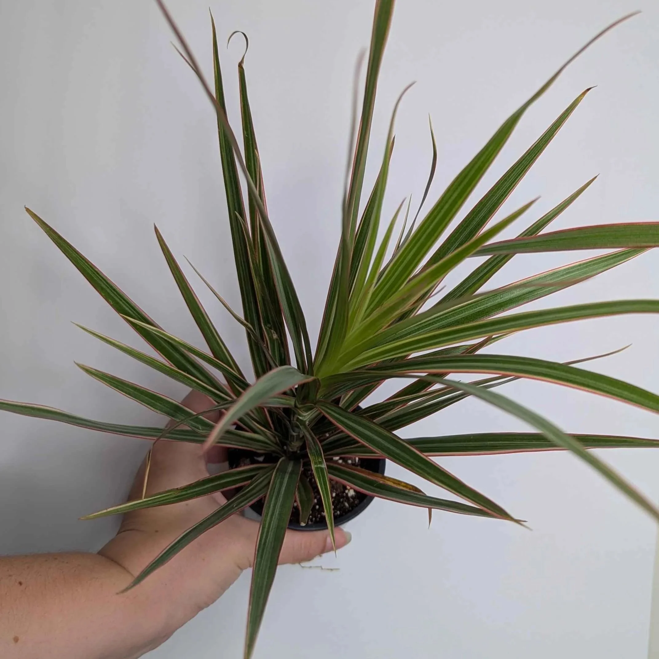 Dracaena+Variegated+2.jpg