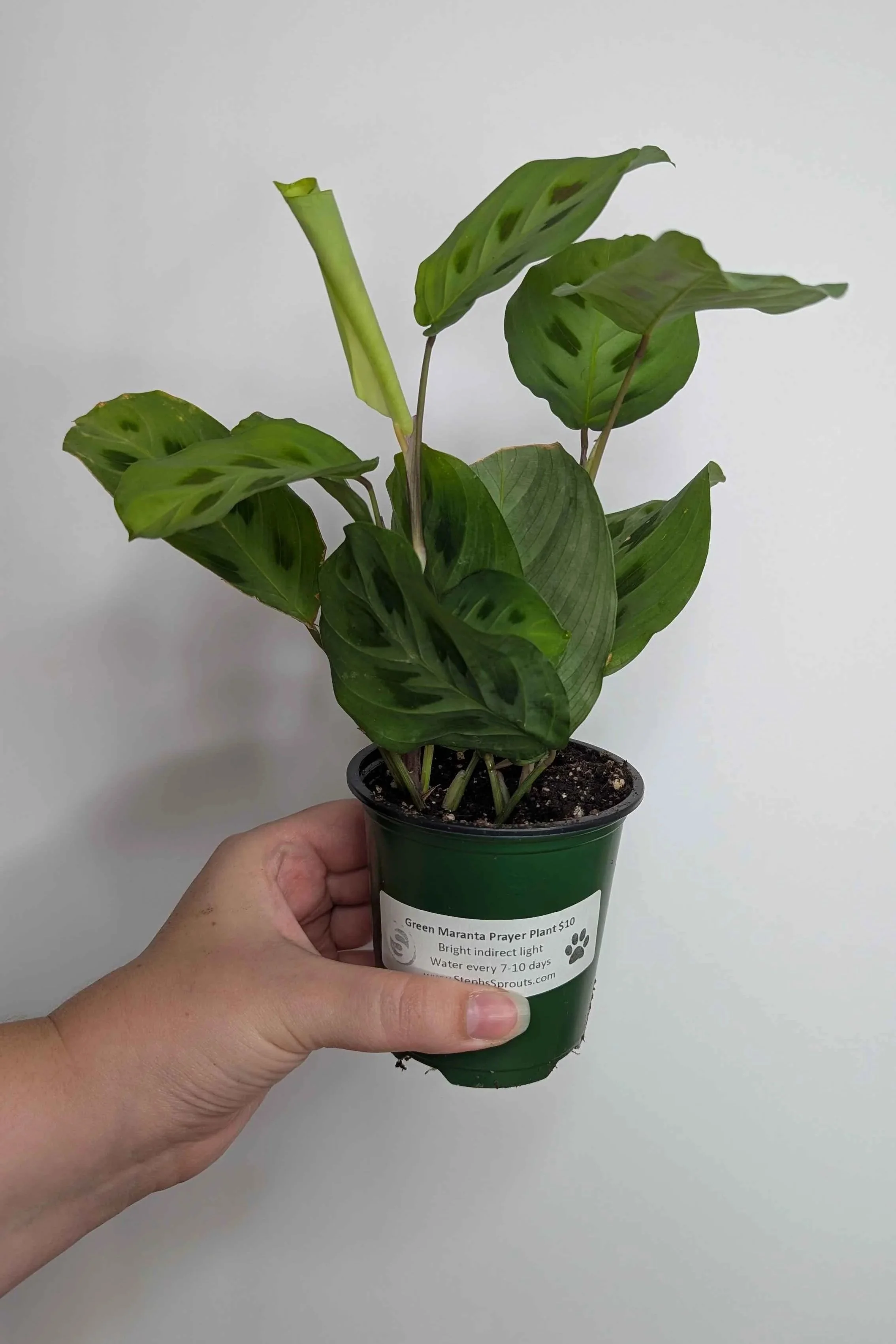 Maranta+Green+2.jpg