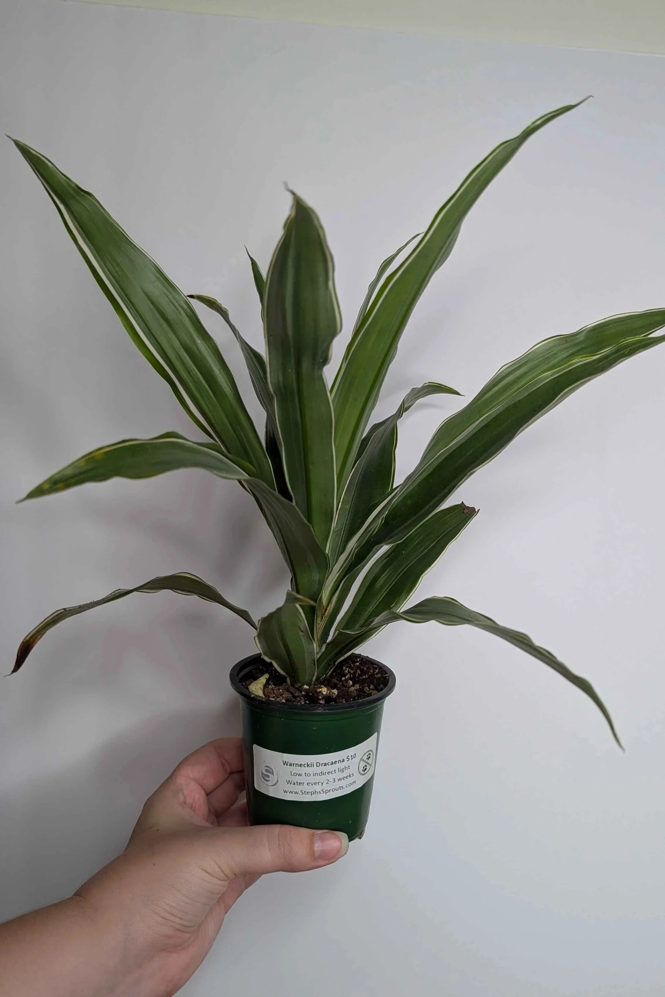 Dracaena+Warneckii+3.jpg