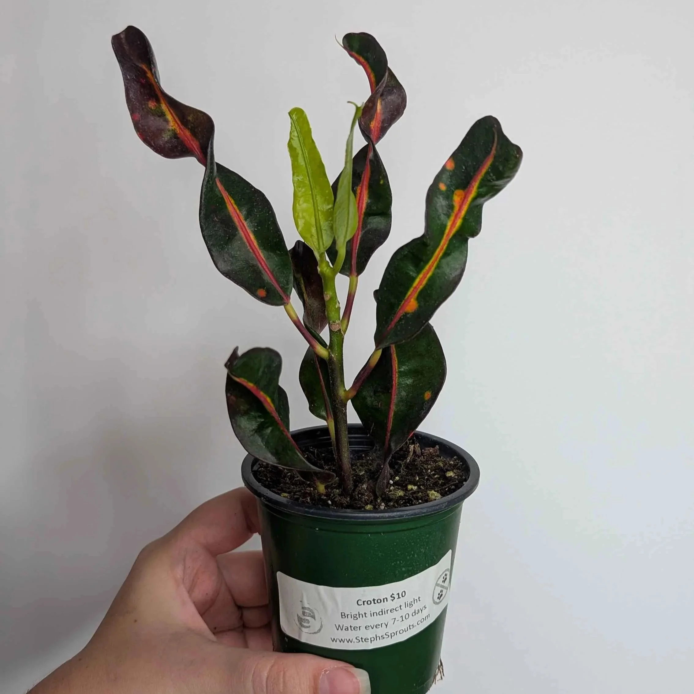 4in Mummy Croton