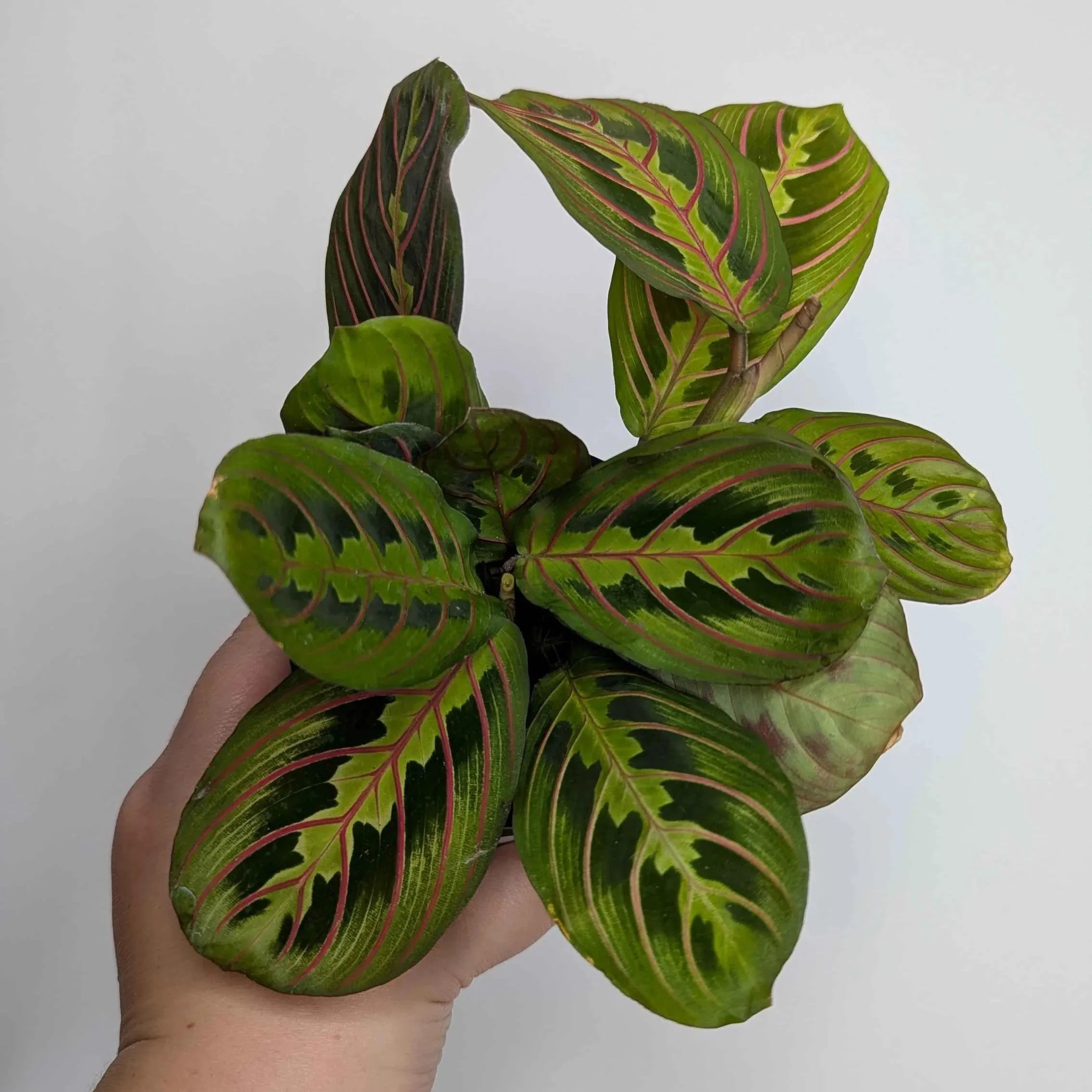 Maranta+Red+1.jpg
