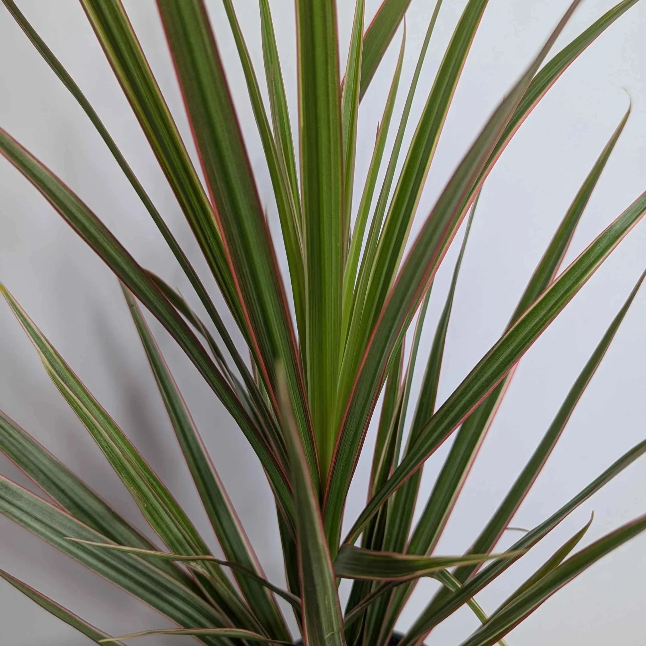 Dracaena+Variegated+3.jpg