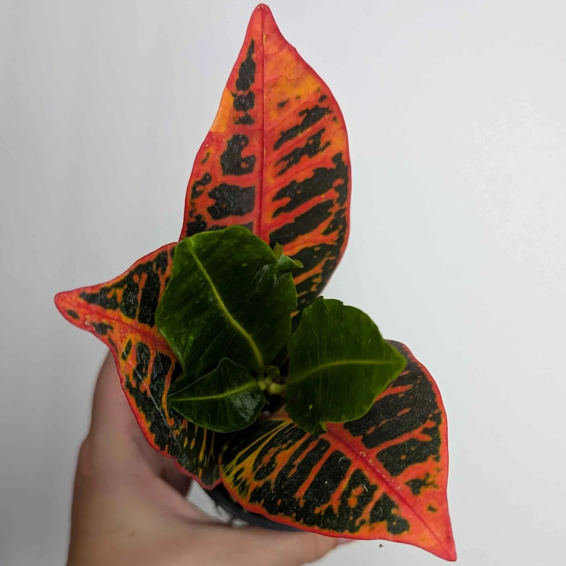 Croton+1.jpg
