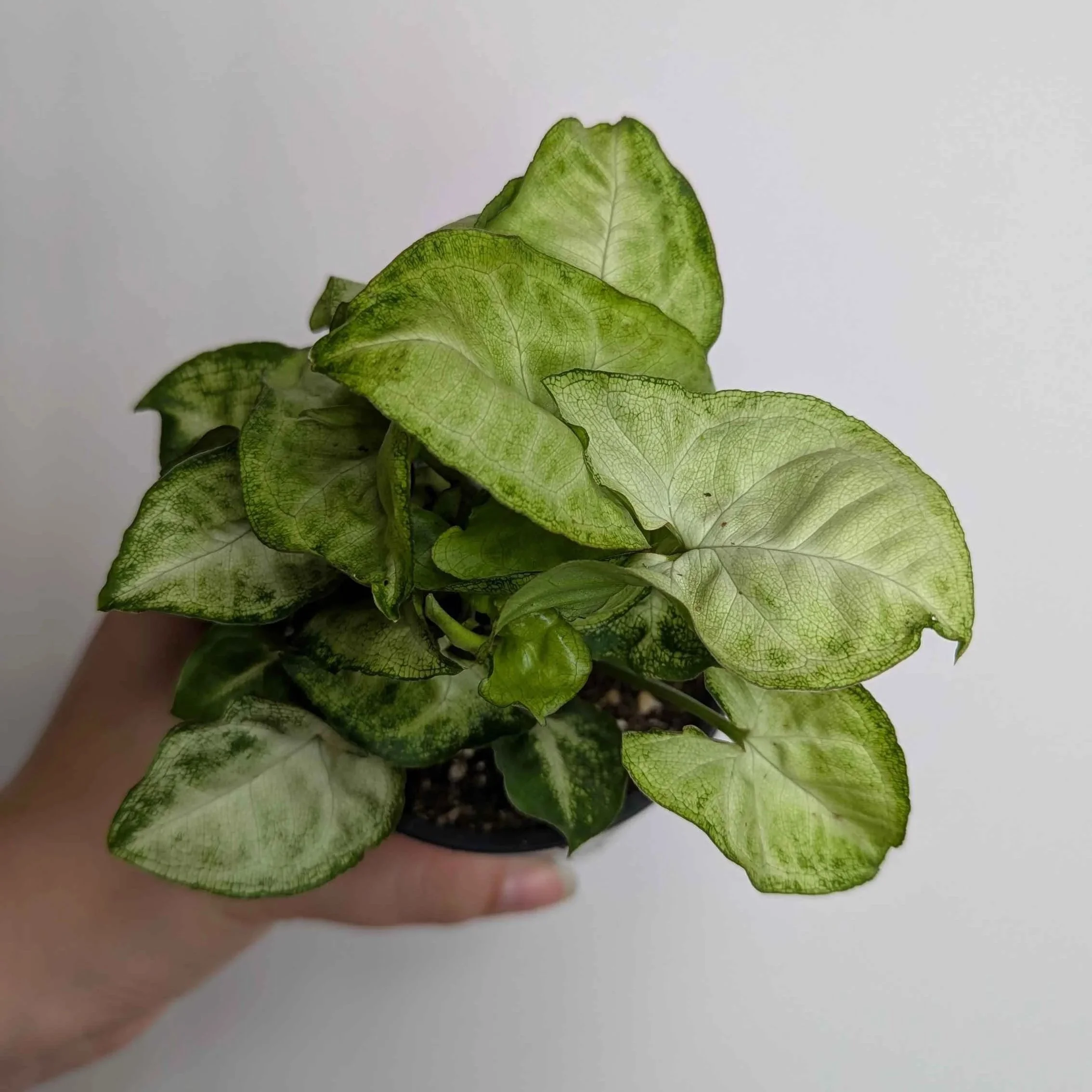 Syngonium+White+Butterfly+2.jpg
