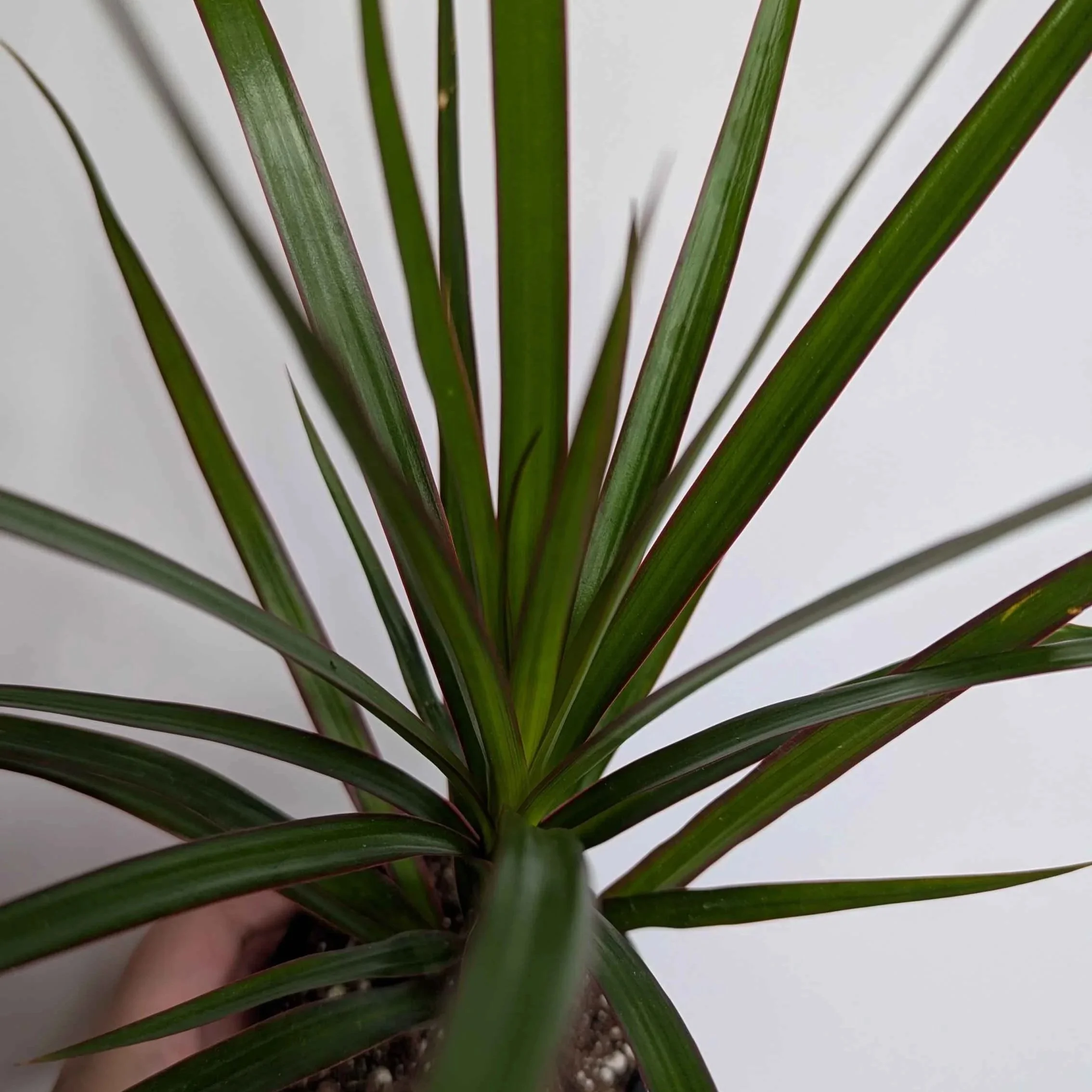 Dracaena+Maroon+3.jpg