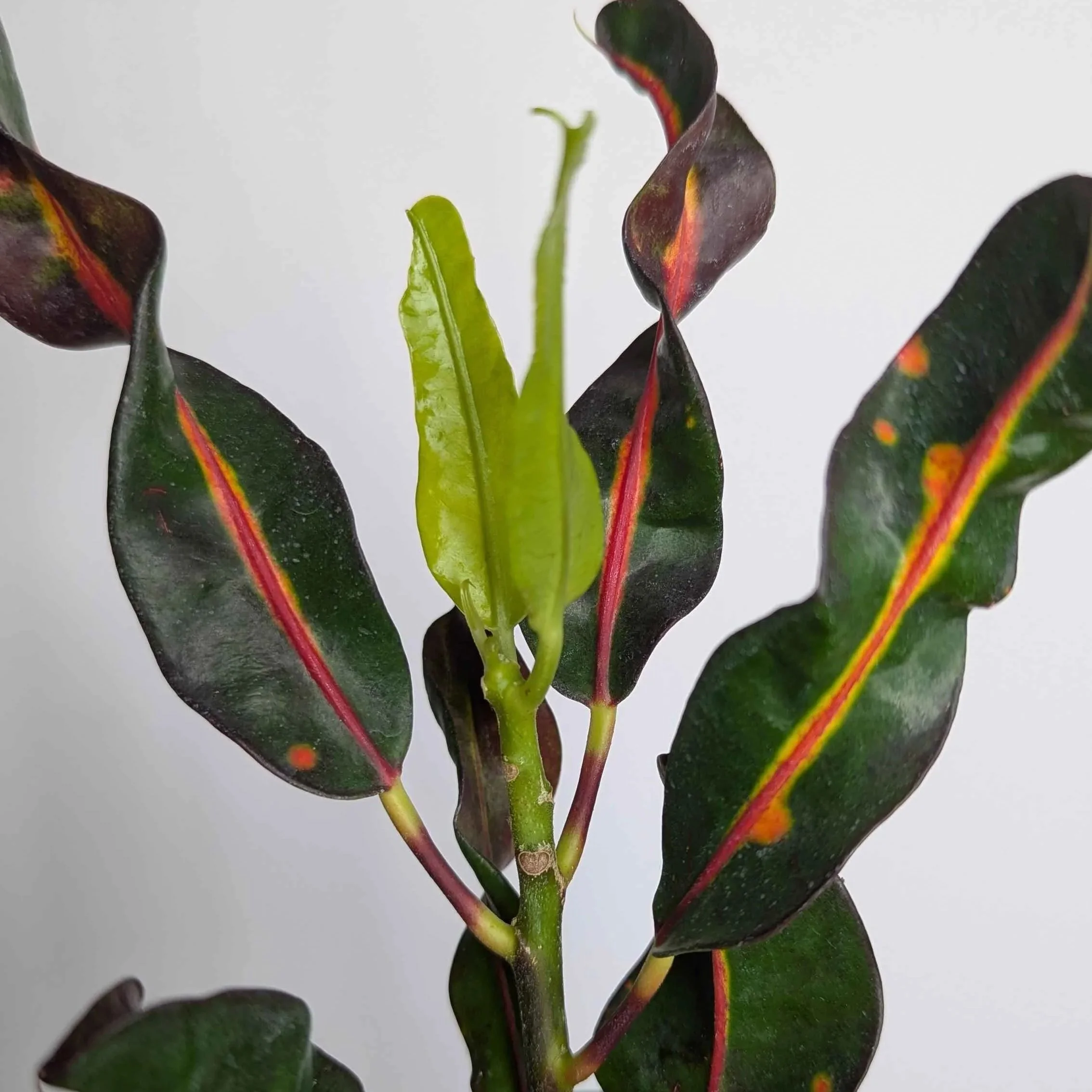 Croton+Skinny+1.jpg