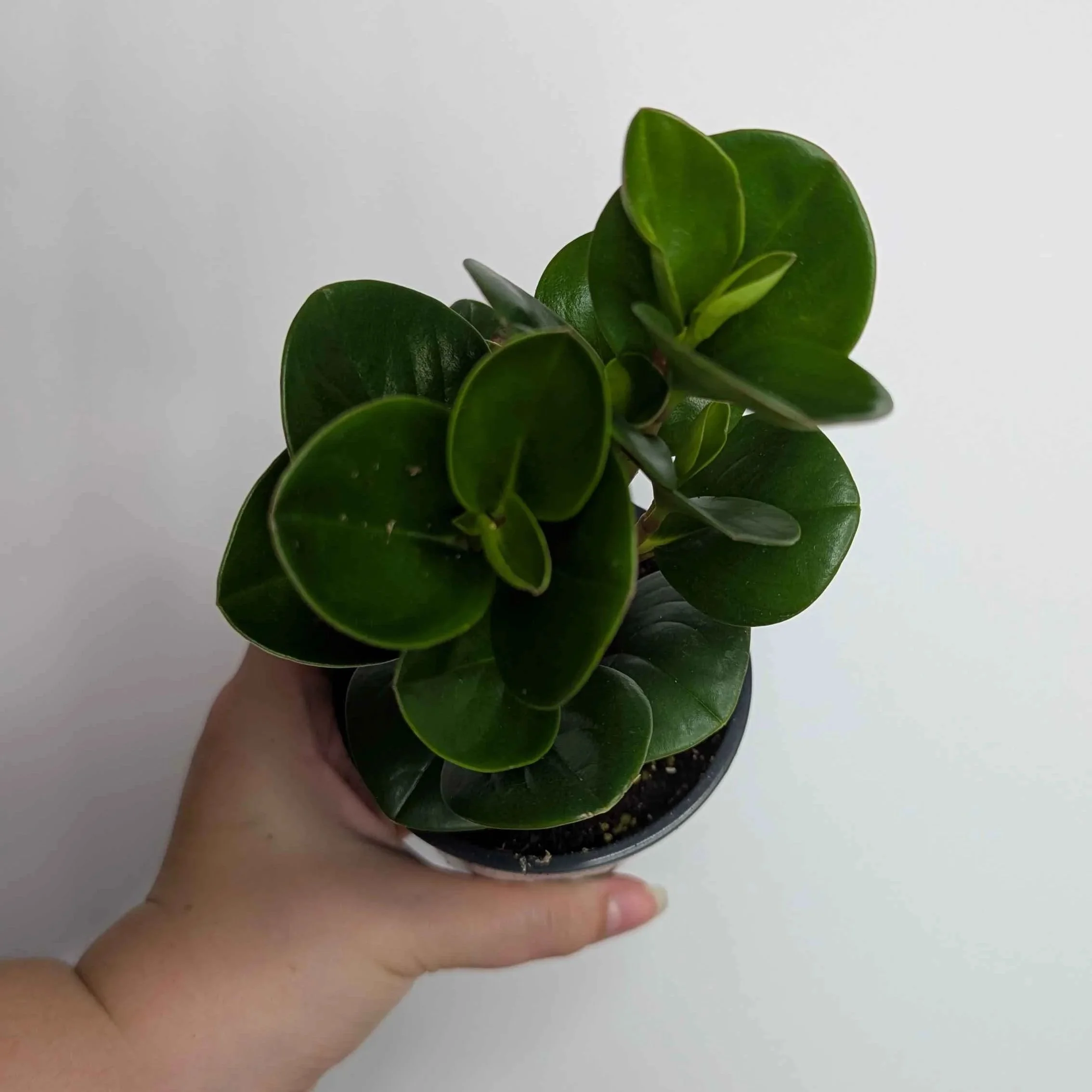 Peperomia+Obtusifolia.jpg