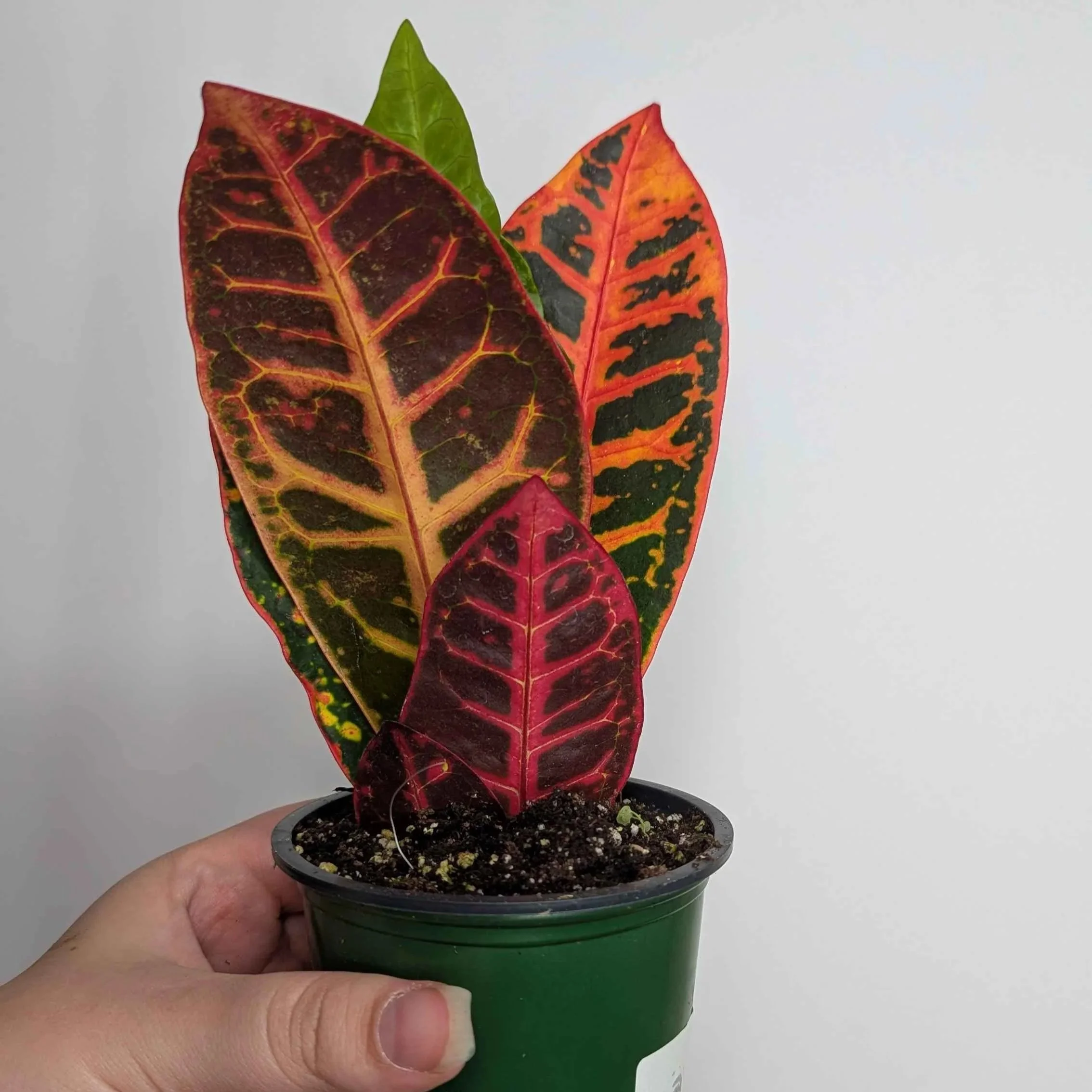 Croton+2.jpg