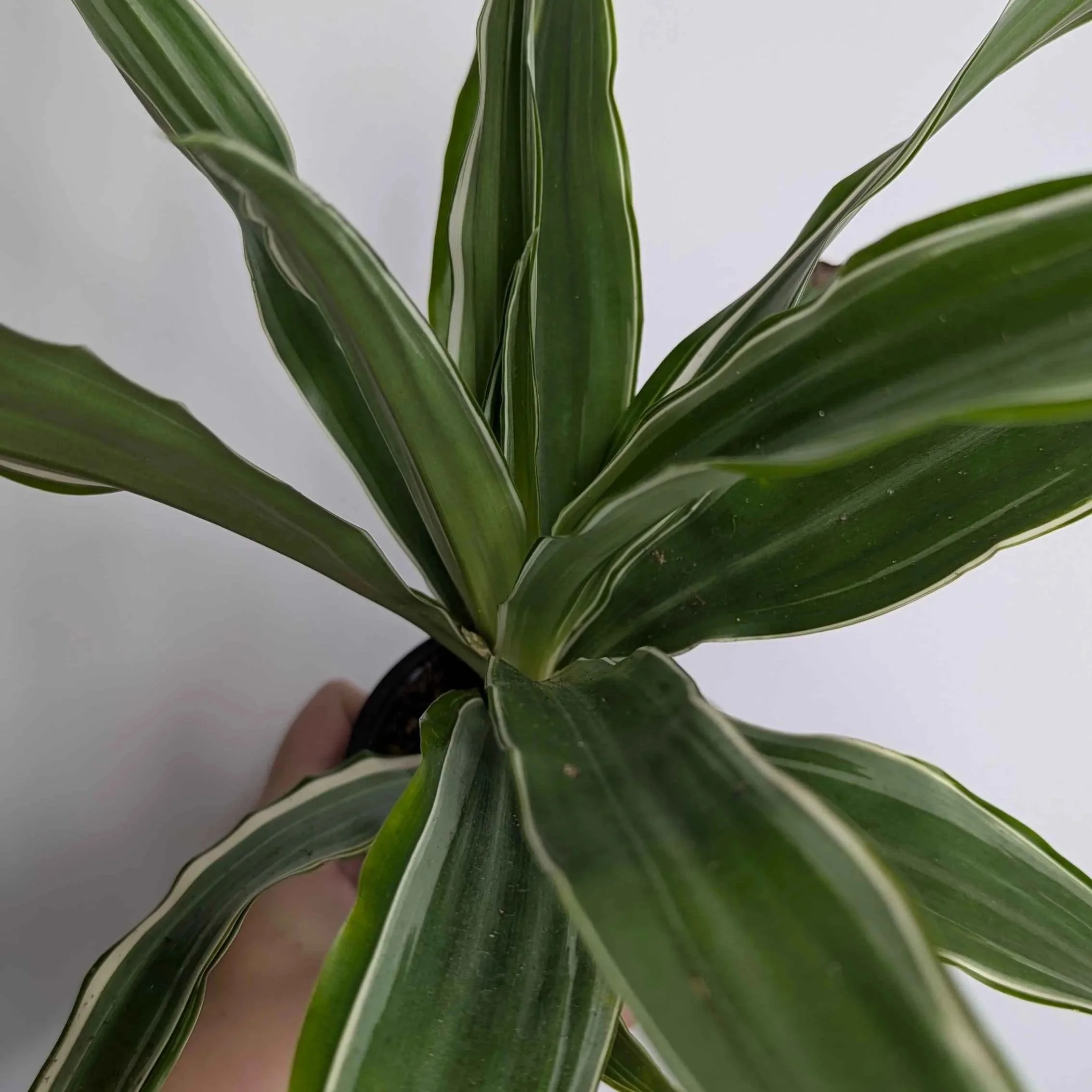 Dracaena+Warneckii+1.jpg