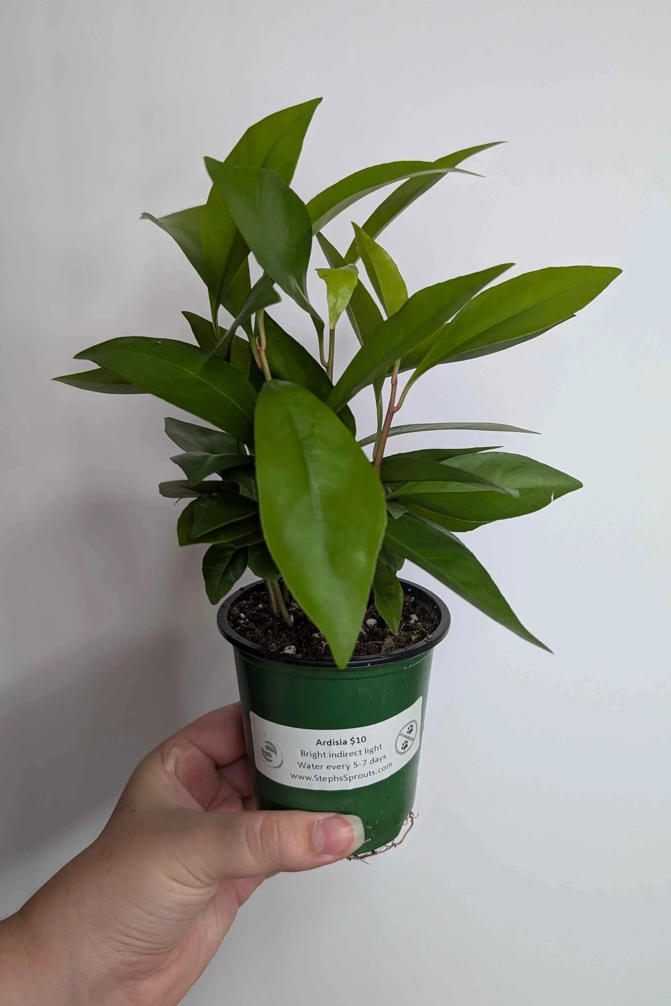 Ardisia+2.jpg