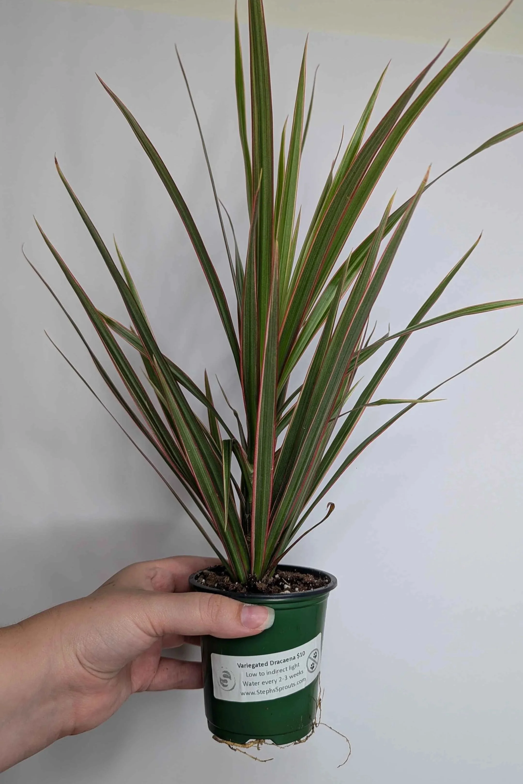 Dracaena+Variegated+1.jpg