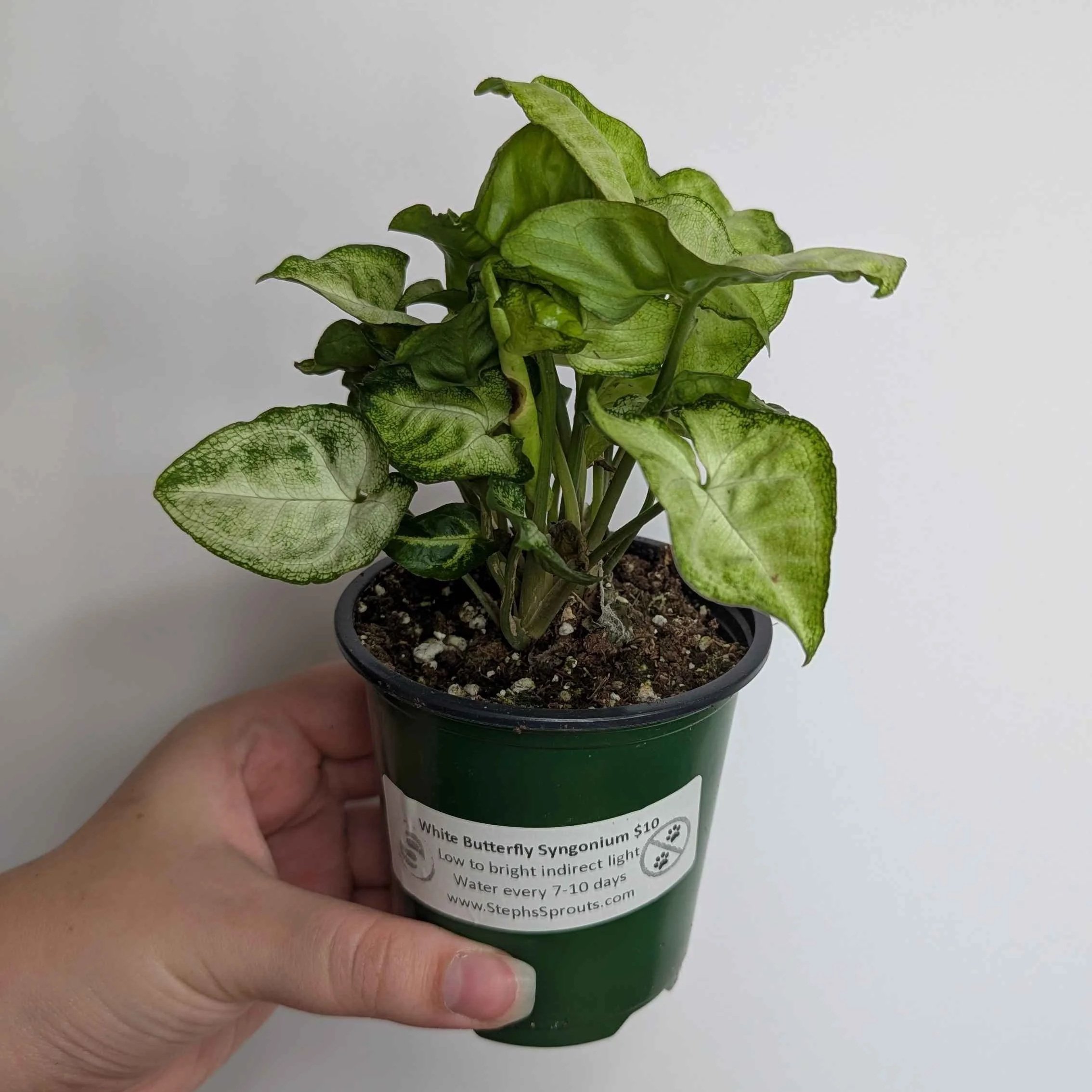 Syngonium+White+Butterfly+3.jpg