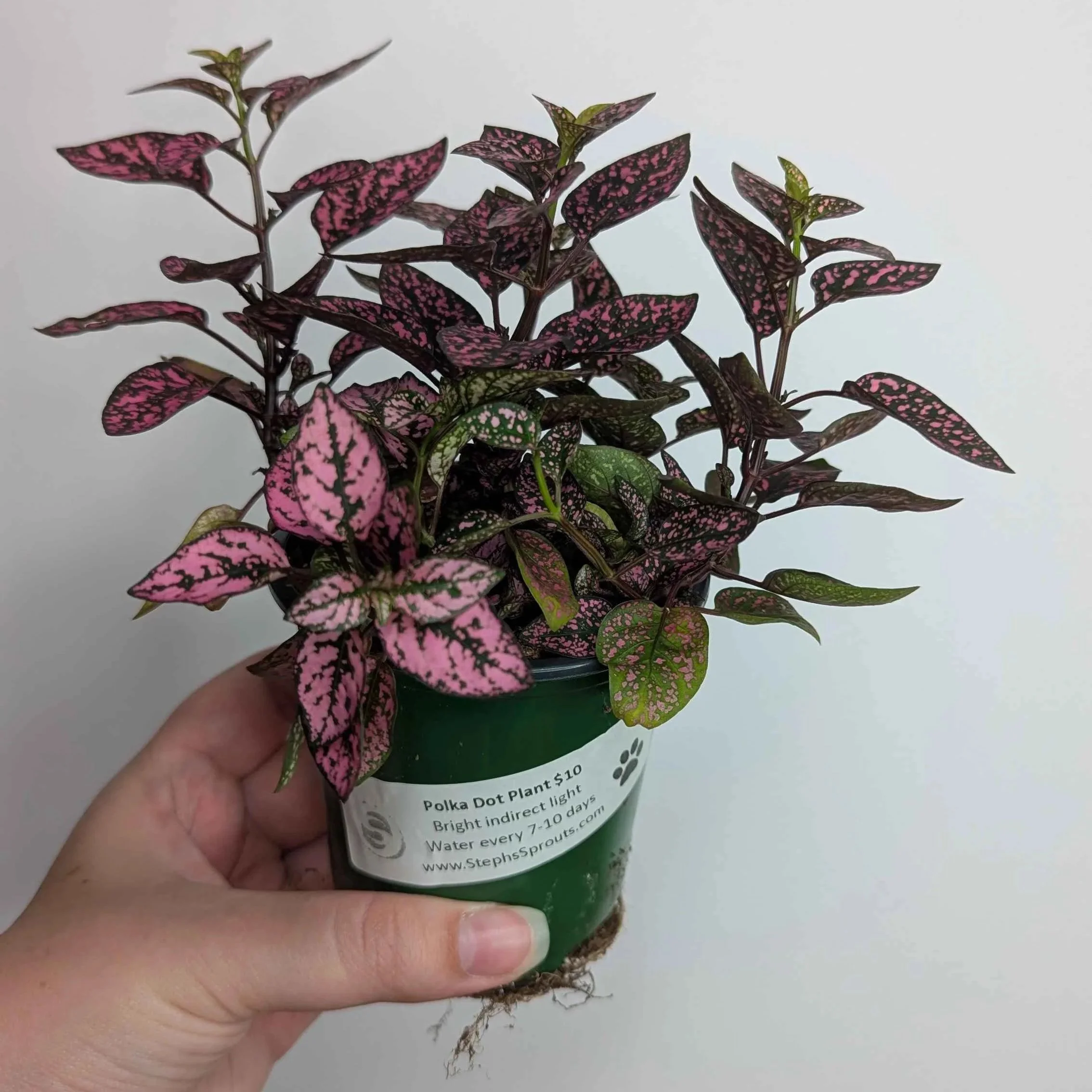 Pink+Hypoestes+2.jpg