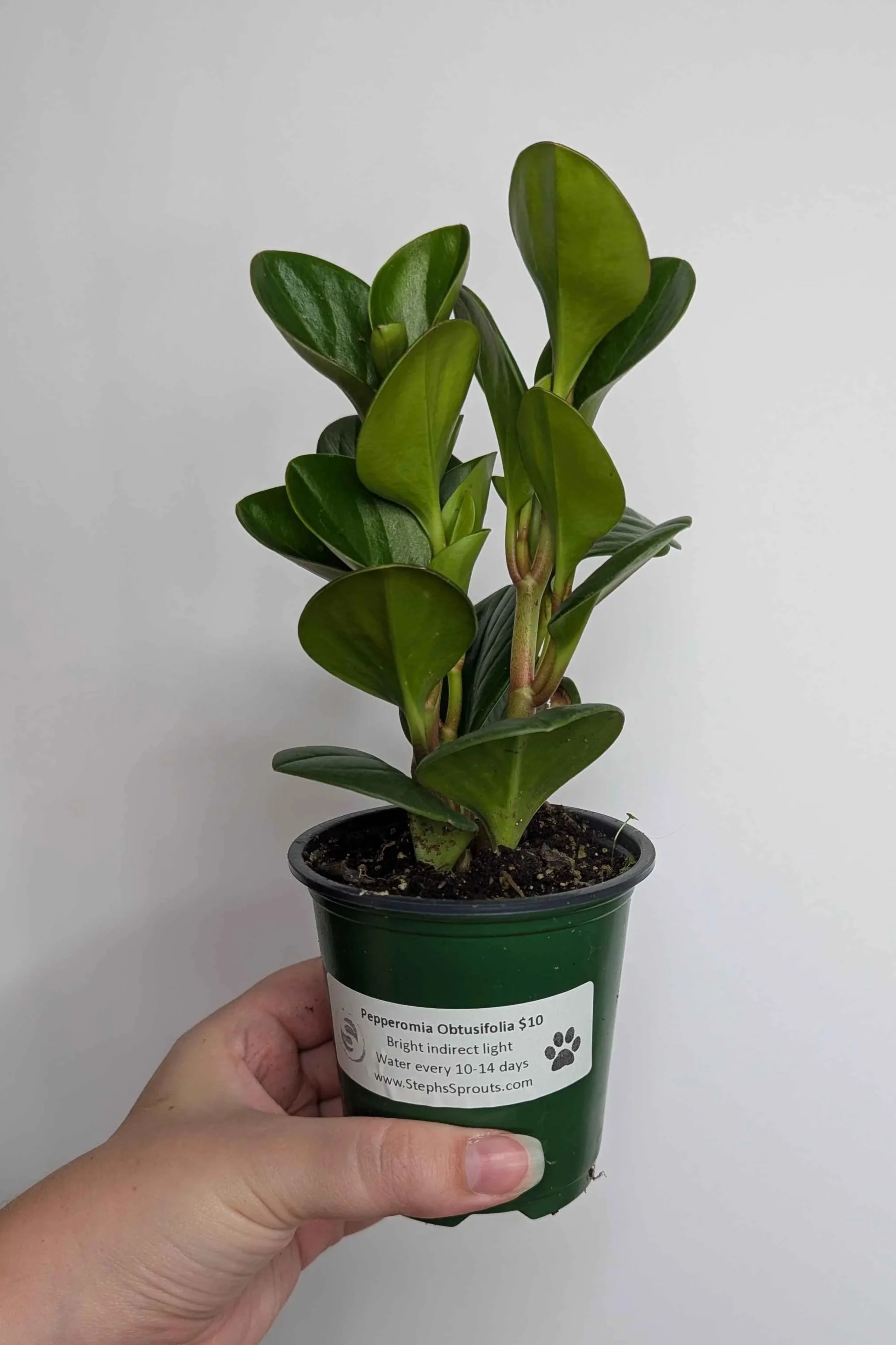 Peperomia+Obtusifolia+1.jpg
