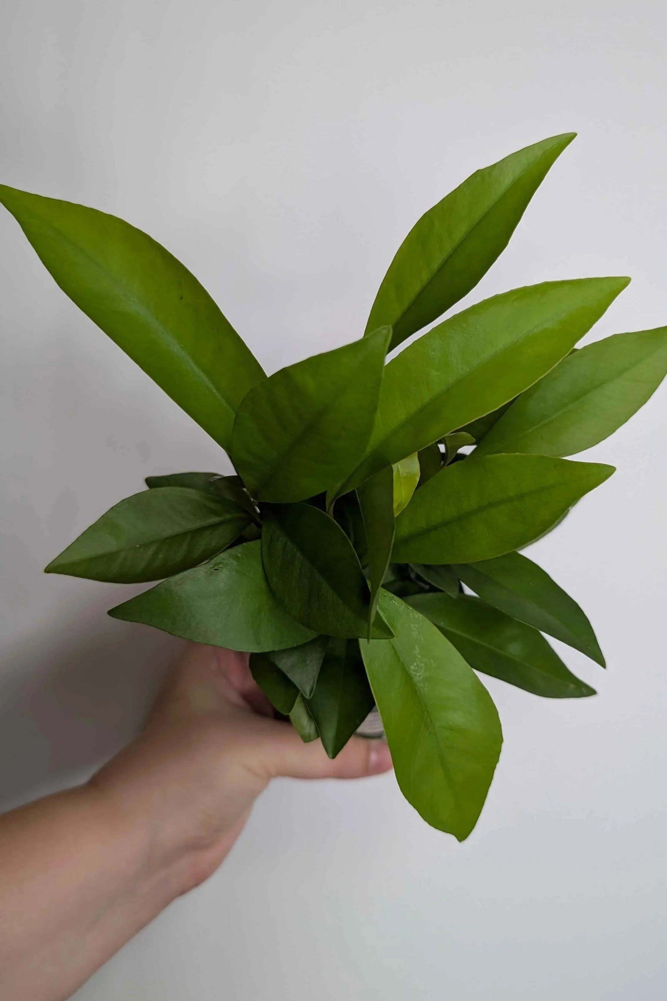 Ardisia+1.jpg