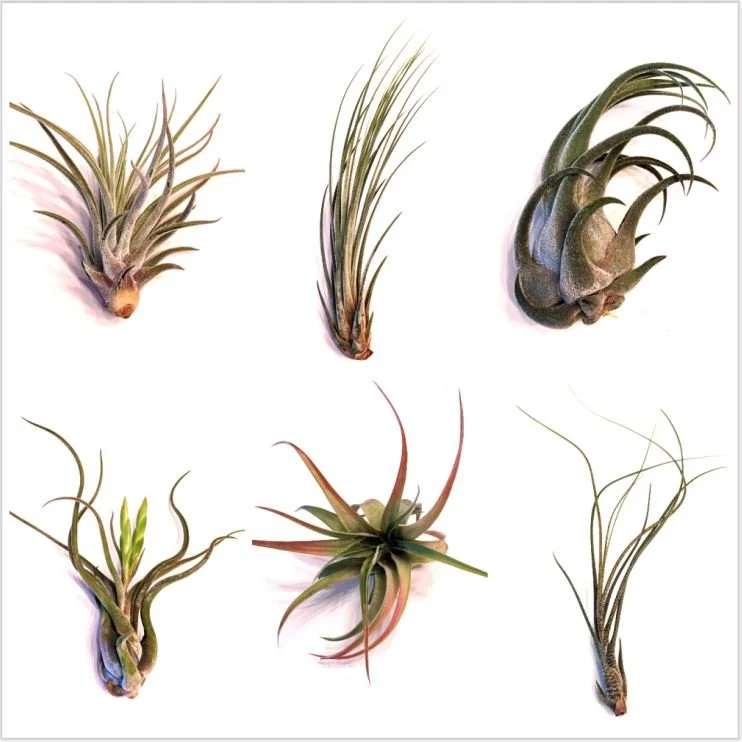 Airy Premium Collage.JPG