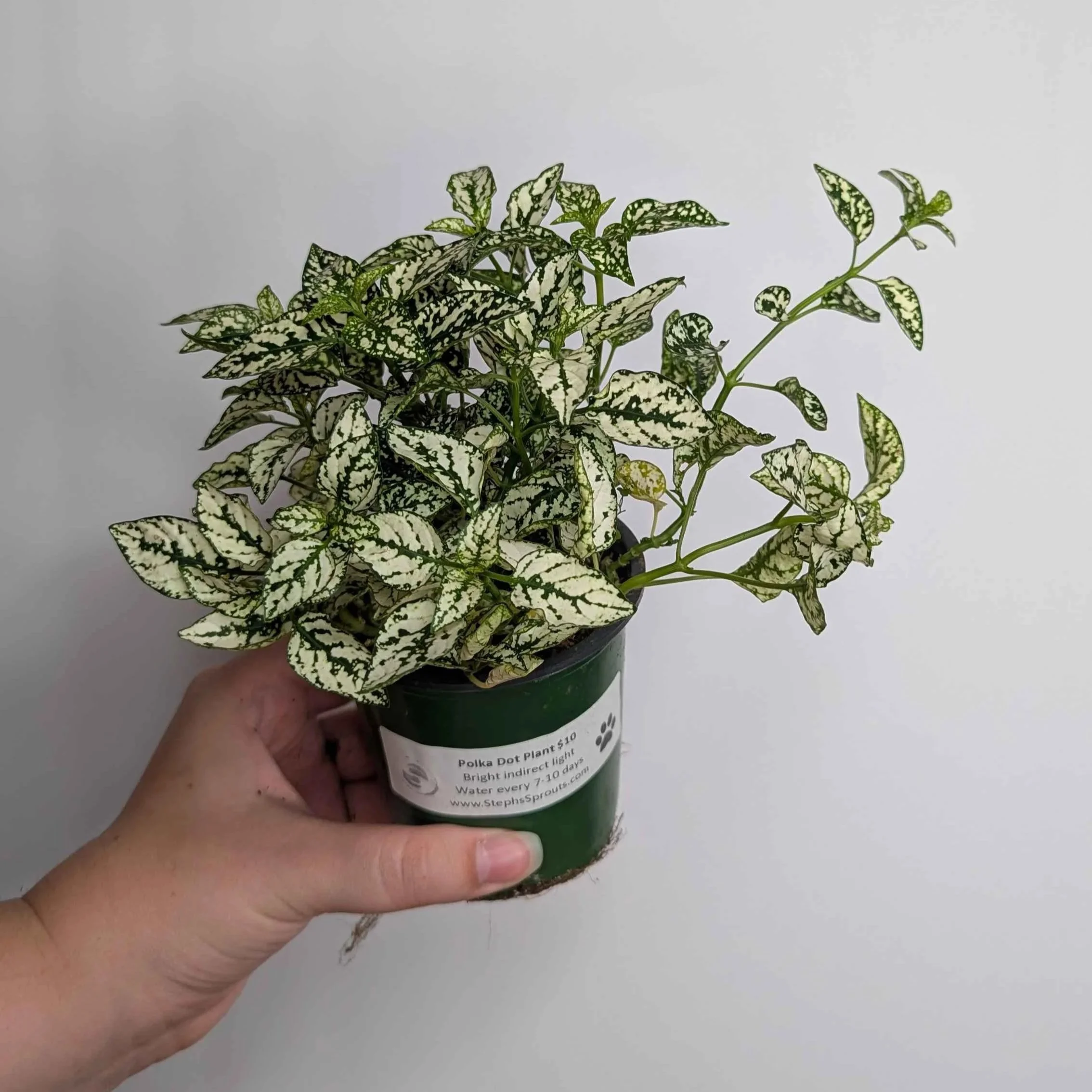 White+Hypoestes+2.jpg