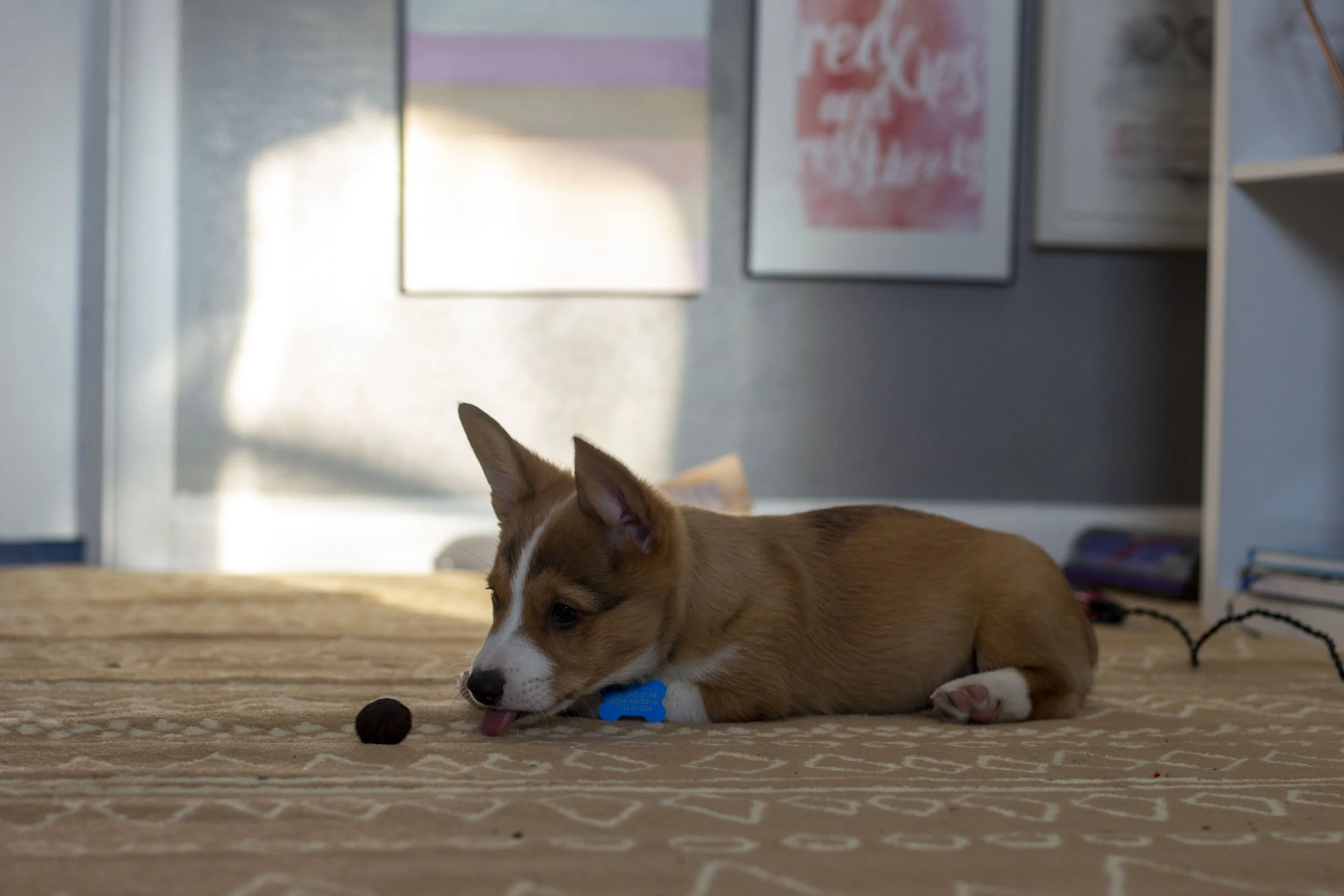 babydog.jpg