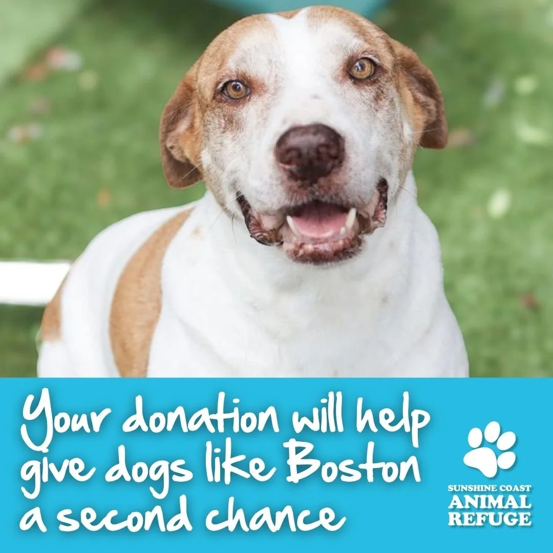 Tax Time Donations to SCARS