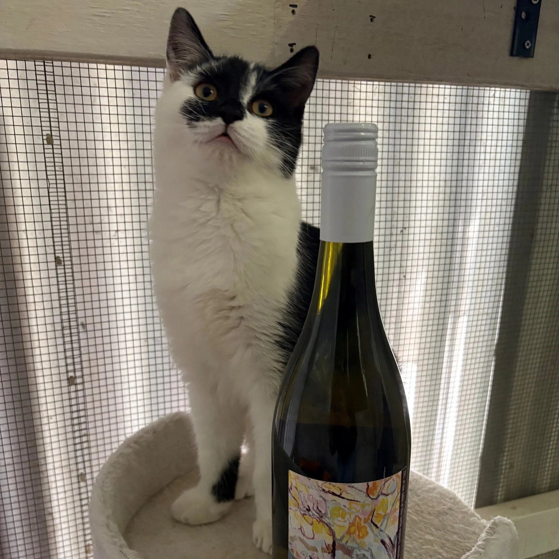SCARS X Dave's Wine Revival - LAST DAY!