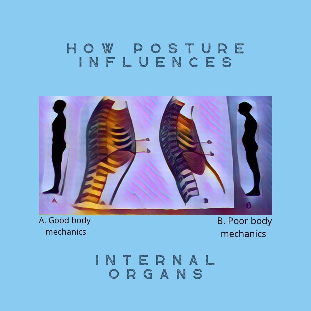 Did you ever consider how your posture may be affecting your organ system?

When referencing the body, it is otten in relation to the musculoskeletal (msk) system which can be considered as the container (or structure) and the mover of its contents, 