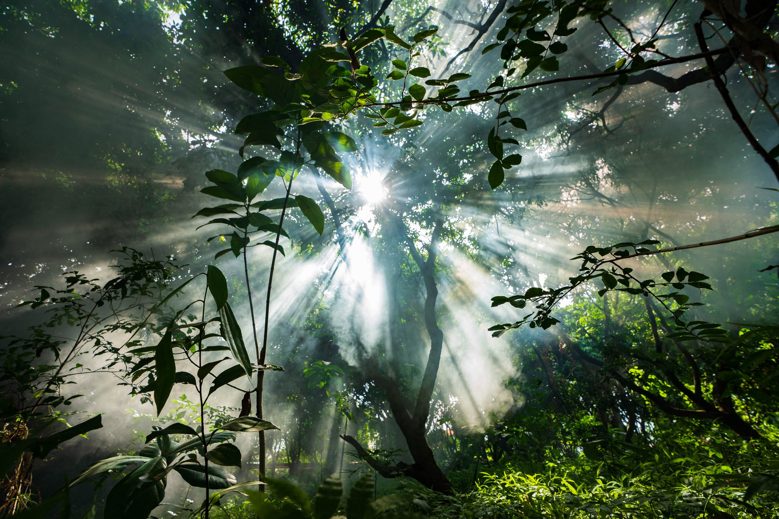 misty-forest-with-rays-of-light-through-trees-2023-08-16-07-02-00-utc.jpg