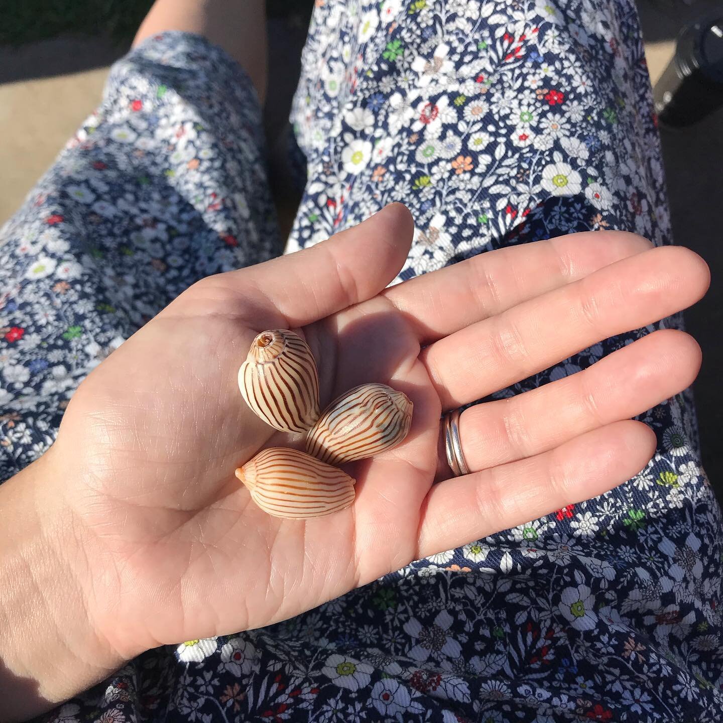 Beautiful shells ❤️ looks like the lines have been painted on