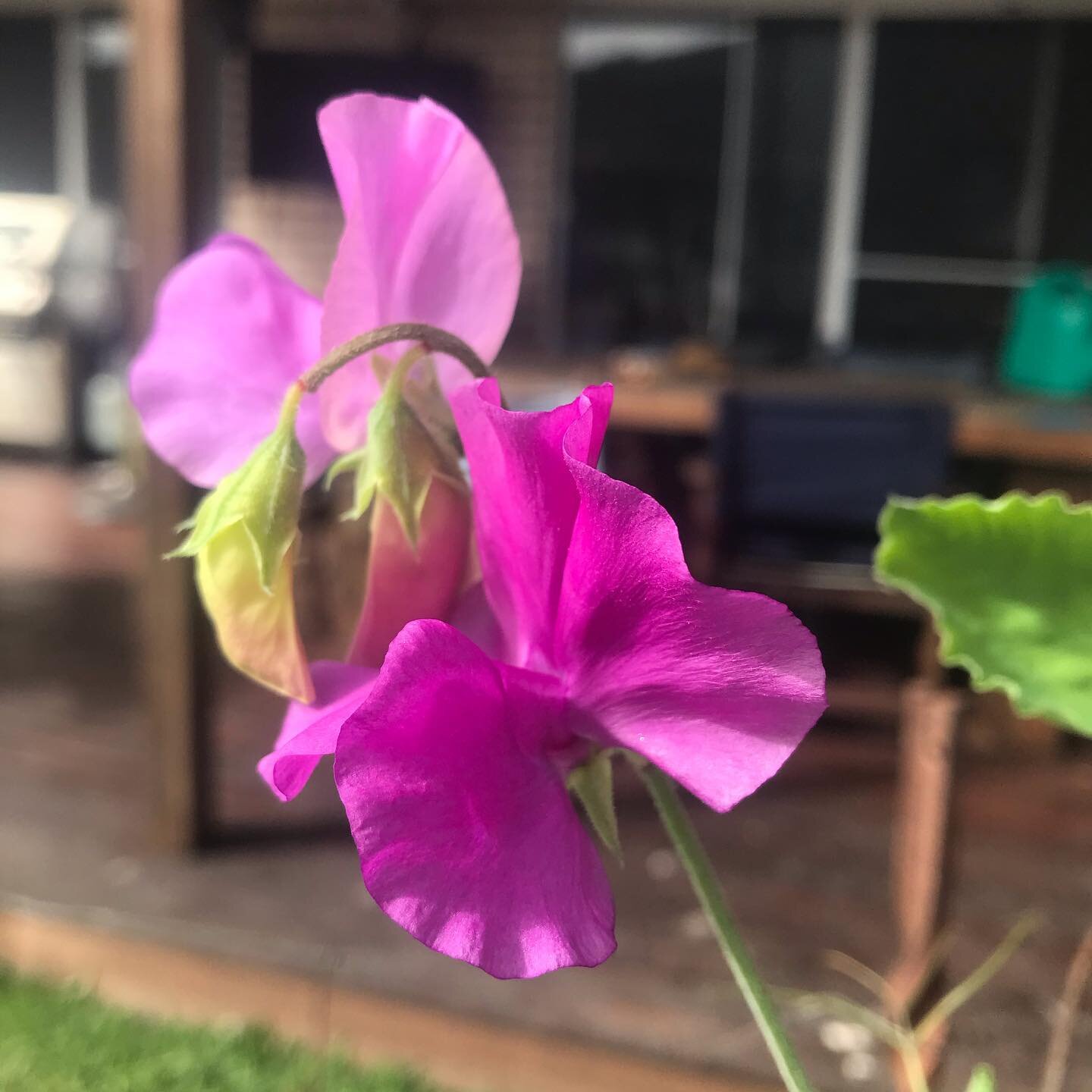 My first sweet pea opened this morning 

Grown from a @theseedcollection seed ❤️❤️ 

And my first geranium, grown from a cutting from my grandmother&rsquo;s garden 🌸🌼🌱

#cutflowergarden #grownfromseed #australiangarden