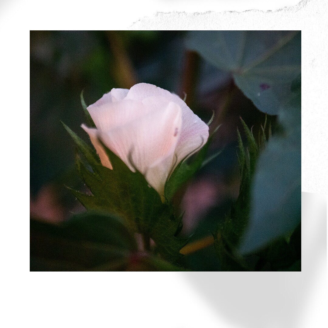 A cotton flower ❤️ 

Hope you have had a restful weekend. We did. Time with family and time in the garden. Bliss

Super excited for Monday. Back at the sewing machines ❤️❤️❤️

#madiandpip #australiansupercotton  #madiandpipkimtee #australianfashionla