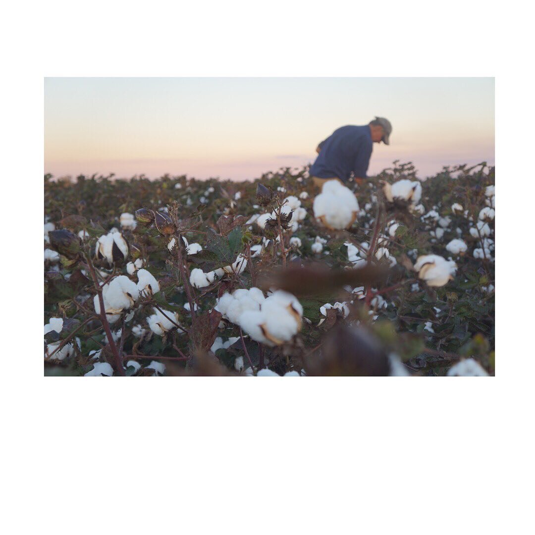 From farm to fashion ❤️ 
Know the story of your garments ❤️❤️ 

It&rsquo;s a beautiful thing to know who made your clothes, but even more special if you know your fibres and their journey too! 

Photos: 
My father, Keg, in this year&rsquo;s cotton cr