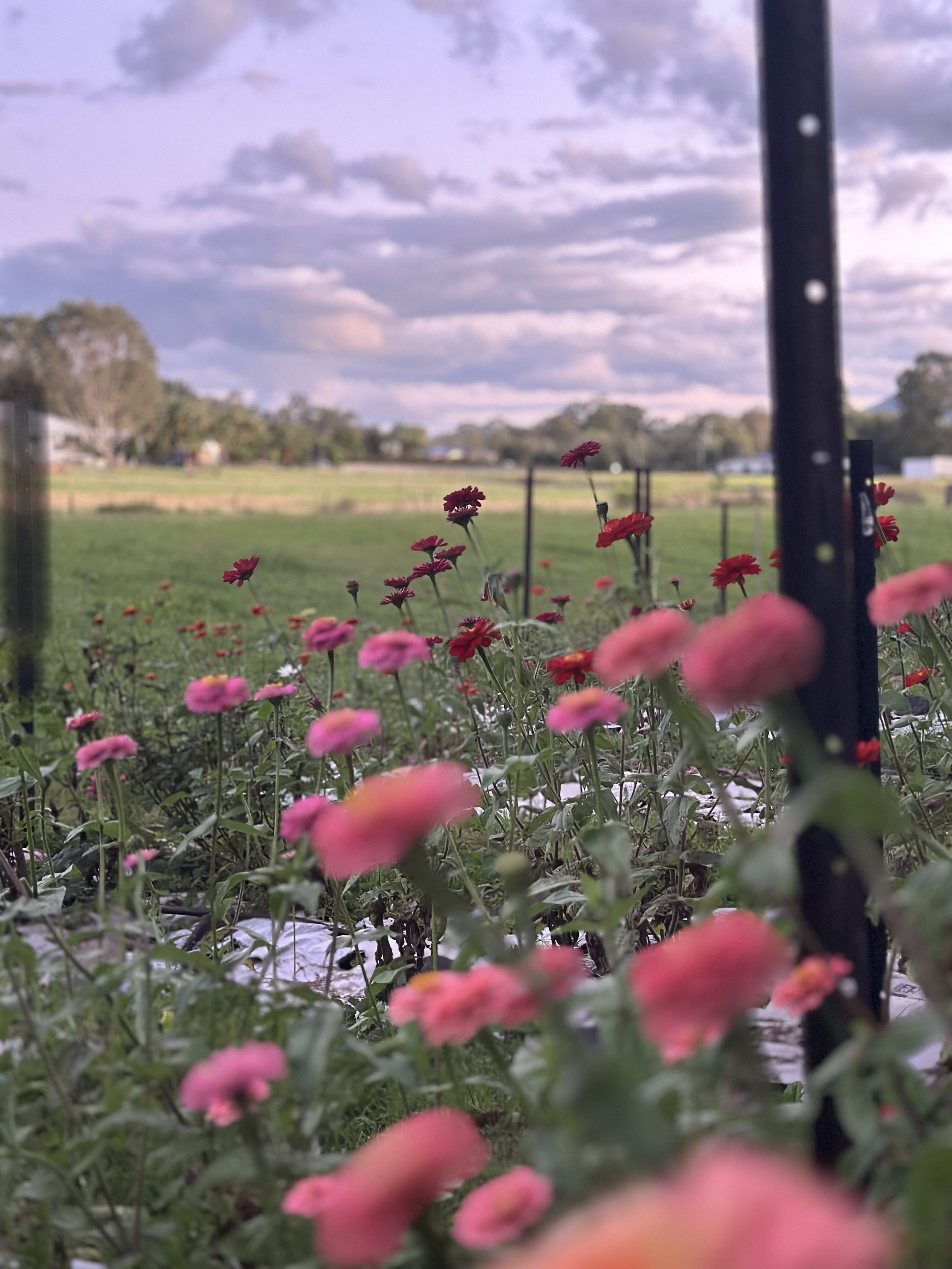 Licence-to-bloom-MDAY763.jpeg