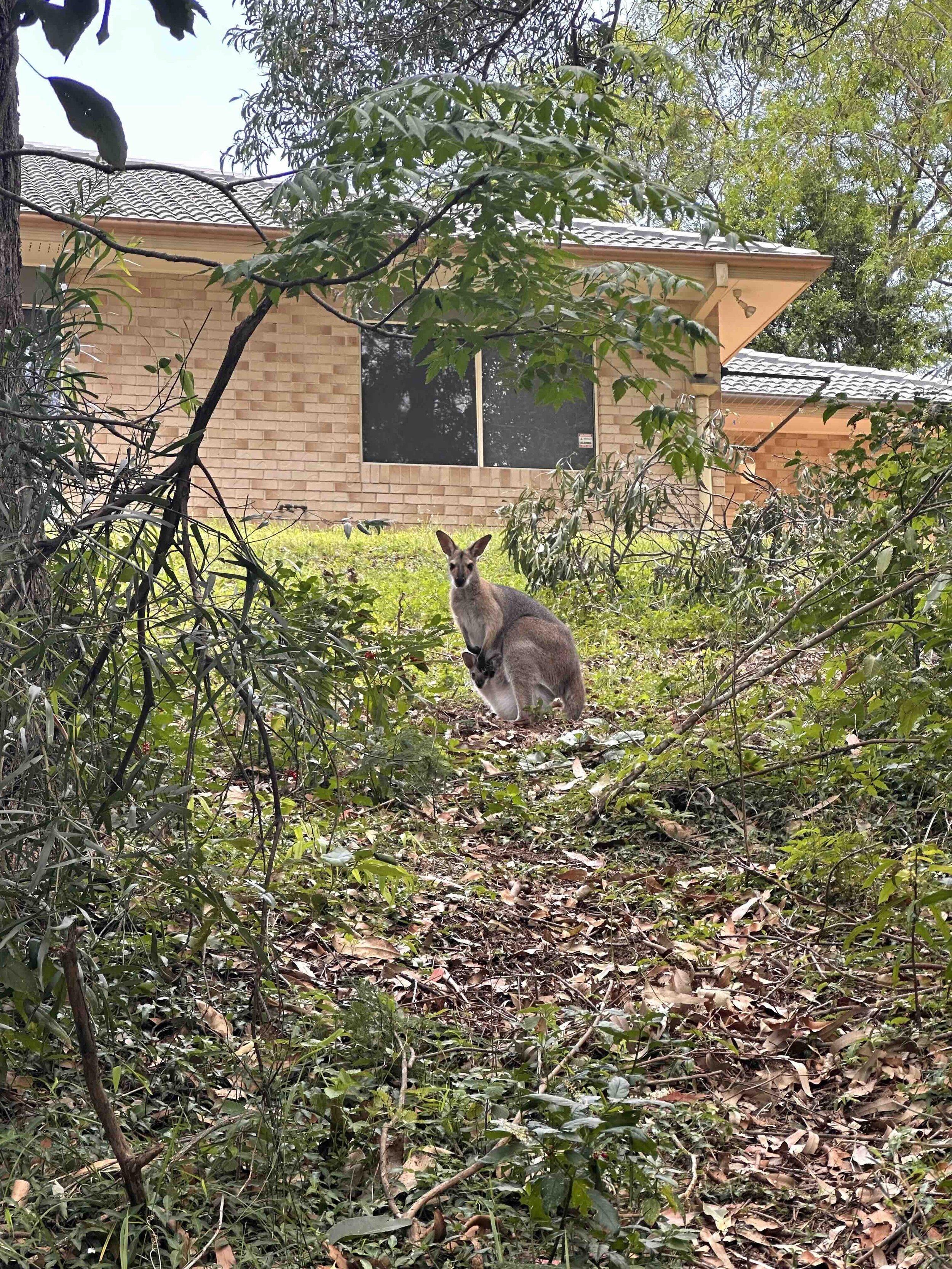 wildlife-at-home.jpg
