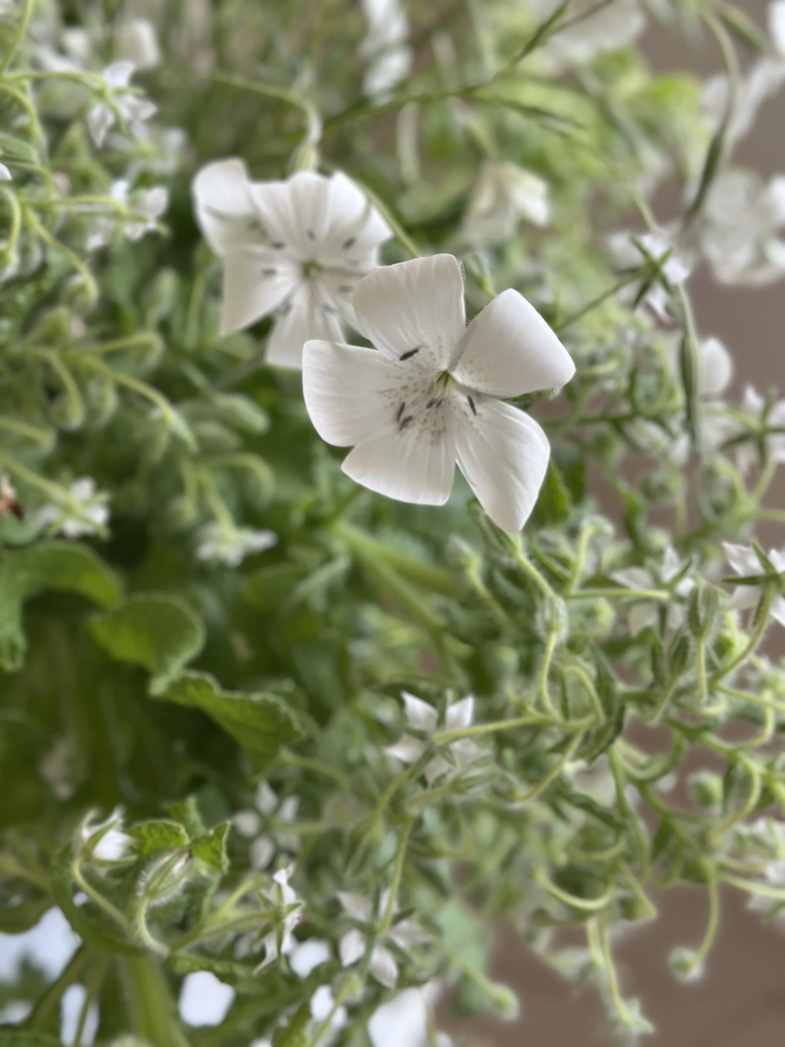 white_curated_bucket-licencetobloom77 3.jpeg