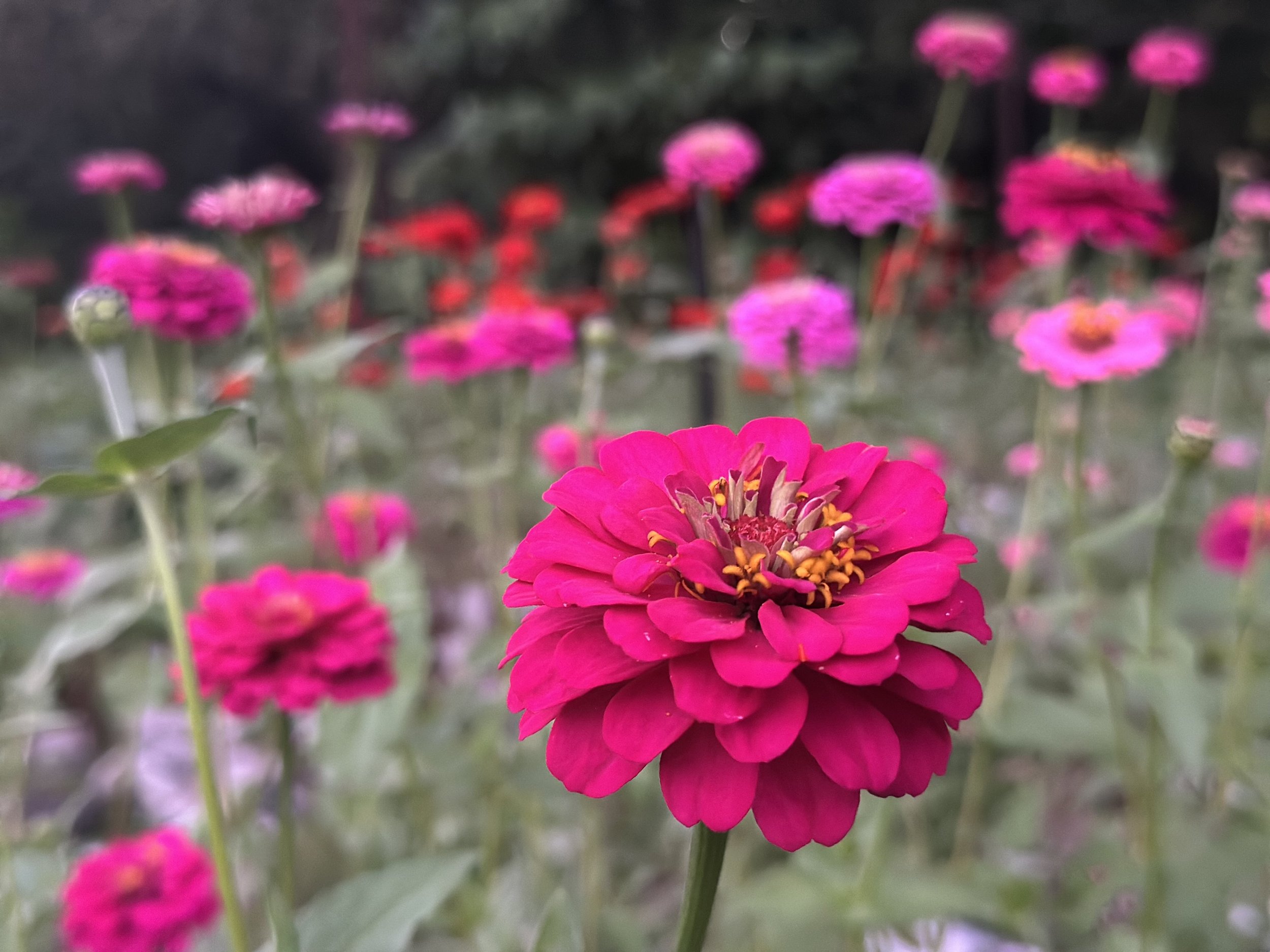 Licence-to-bloom-MDAY757.jpeg