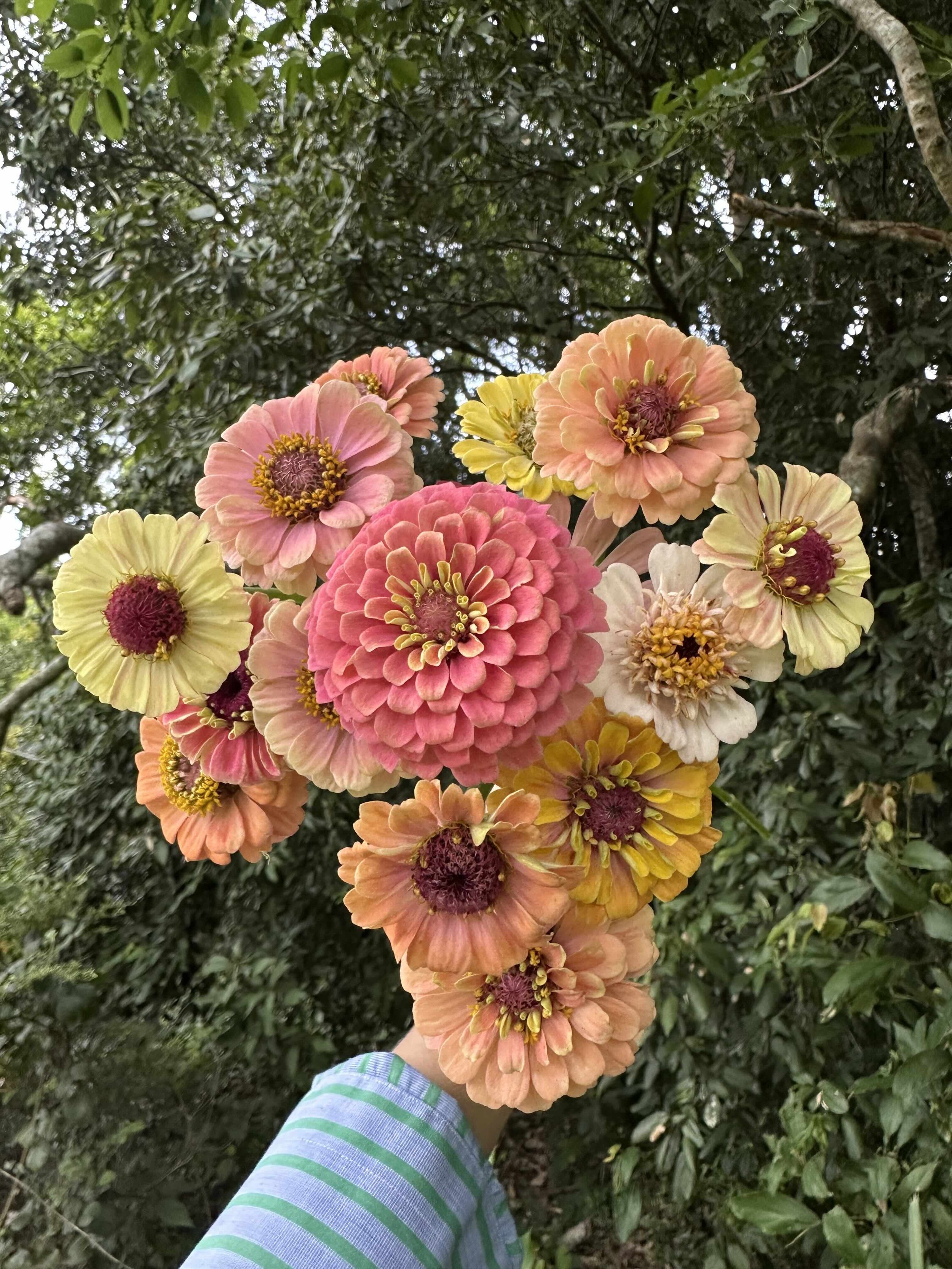 zinnias.jpg