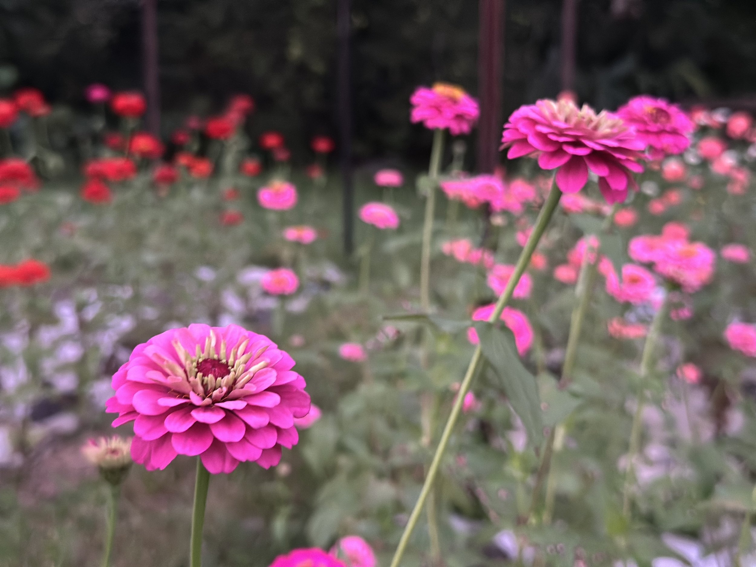 Licence-to-bloom-MDAY759.jpeg
