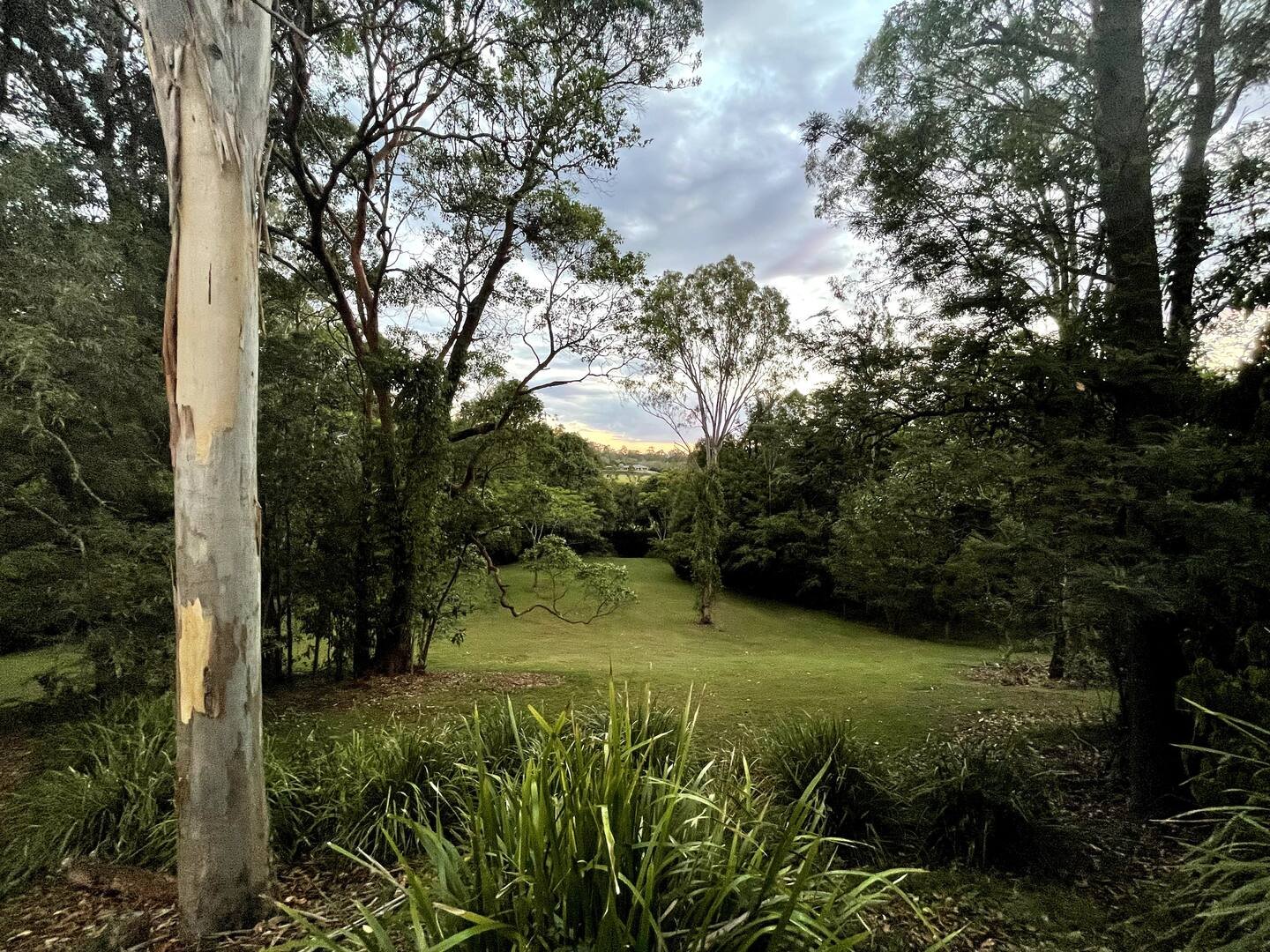 back-yard.jpeg