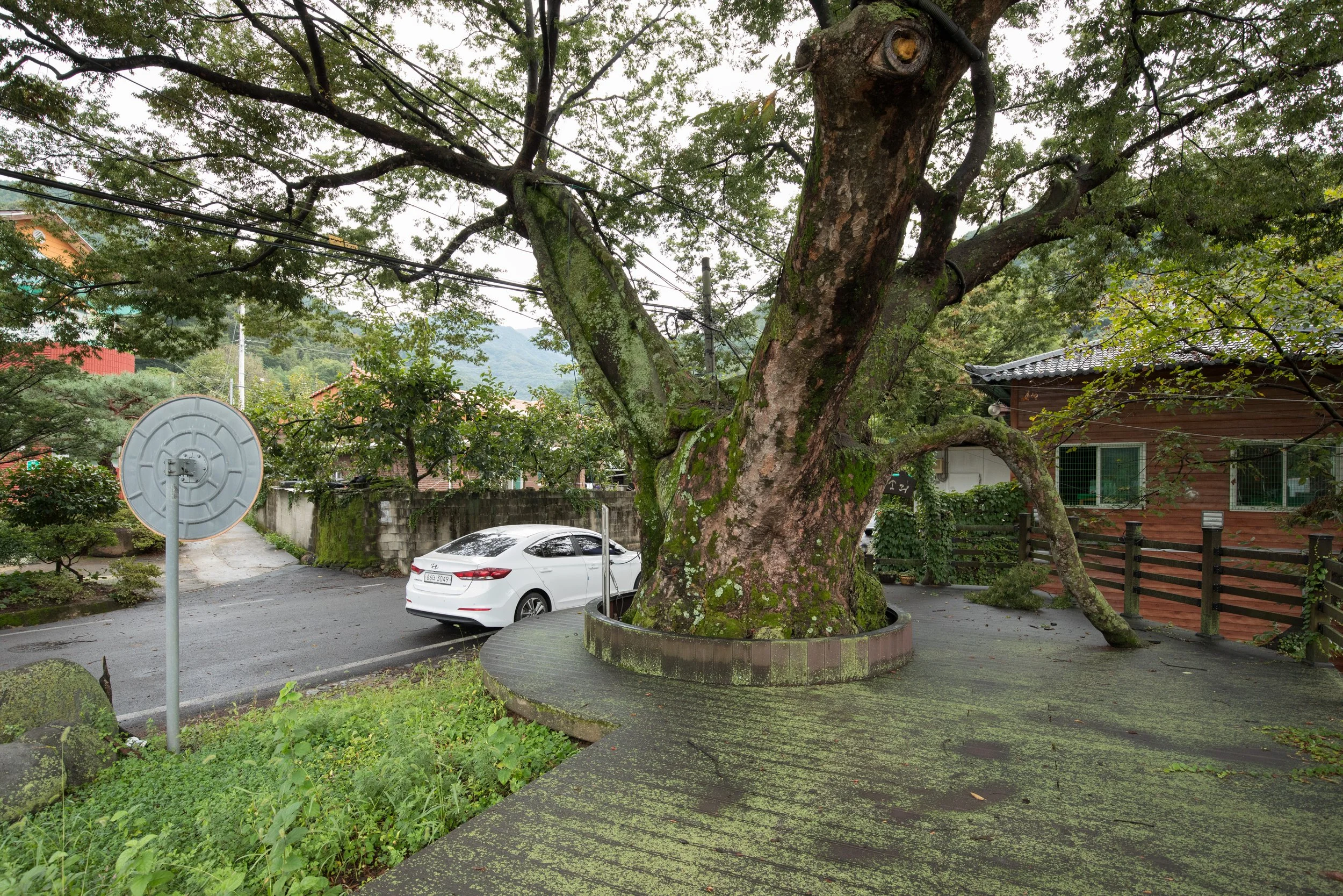 A sacred village tree (dangsan namu) covered in moss at the entrance to Uitan-ri village, South Korea.