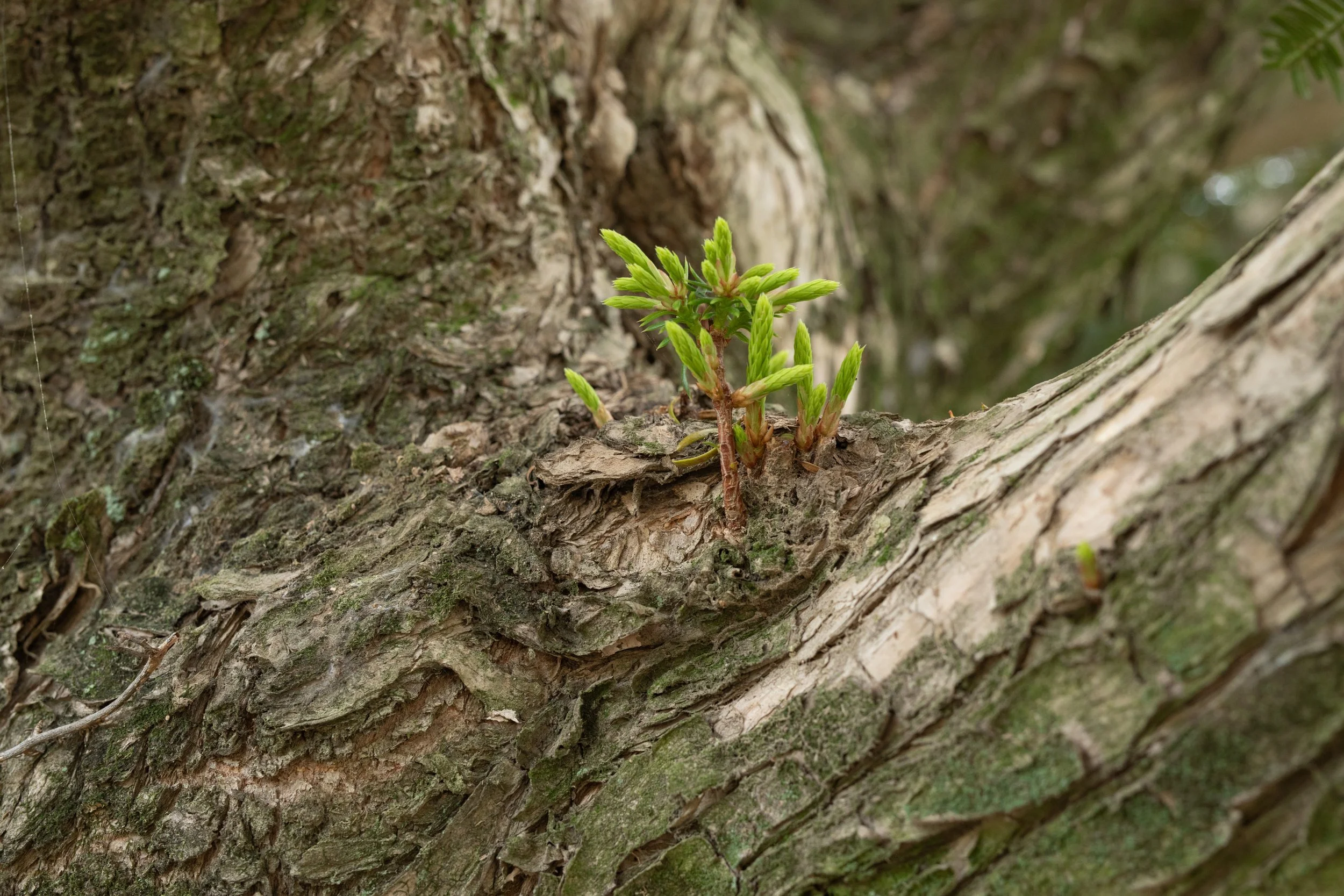 New growth sprouting on a 600 year old village guardian tree (Japanese torreya) in  Jukjeon Village (죽전), South Korea.